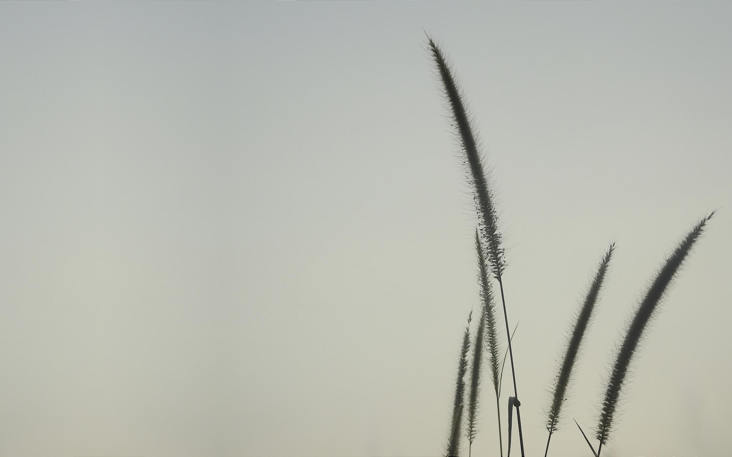 Silhouettes of foxtail grass against a pale sky HD Wallpaper