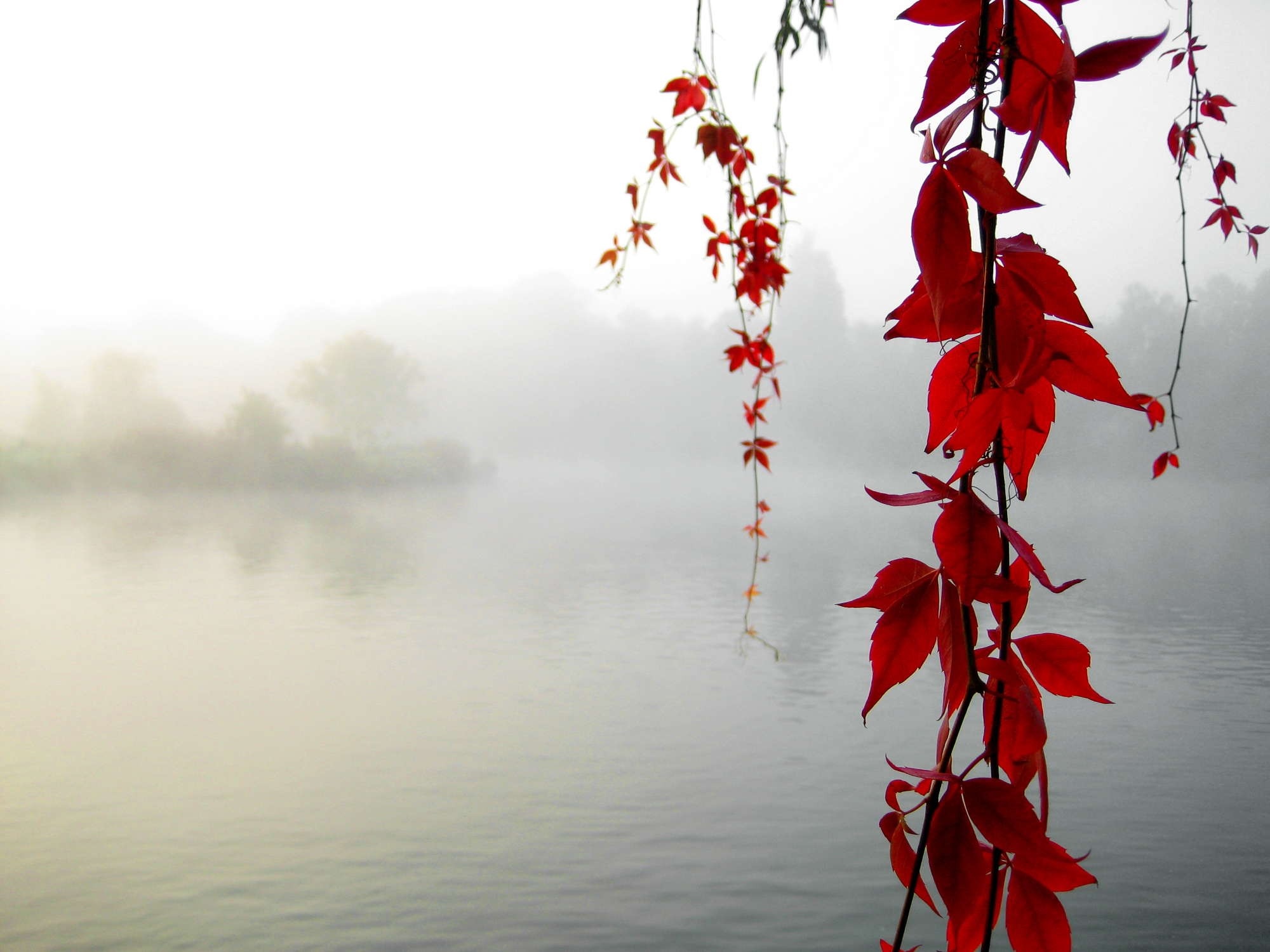 Red leaves hanging over a foggy river HD Wallpaper