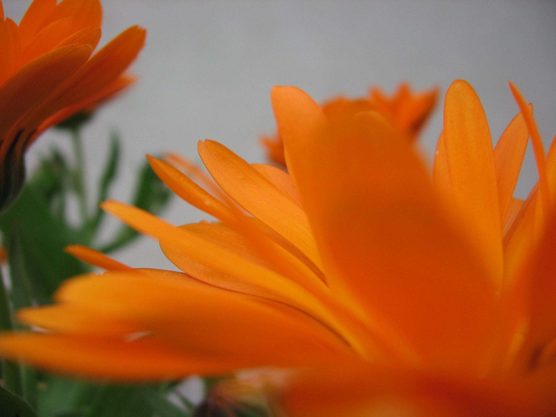 Close up of orange calendula flower petals HD Wallpaper
