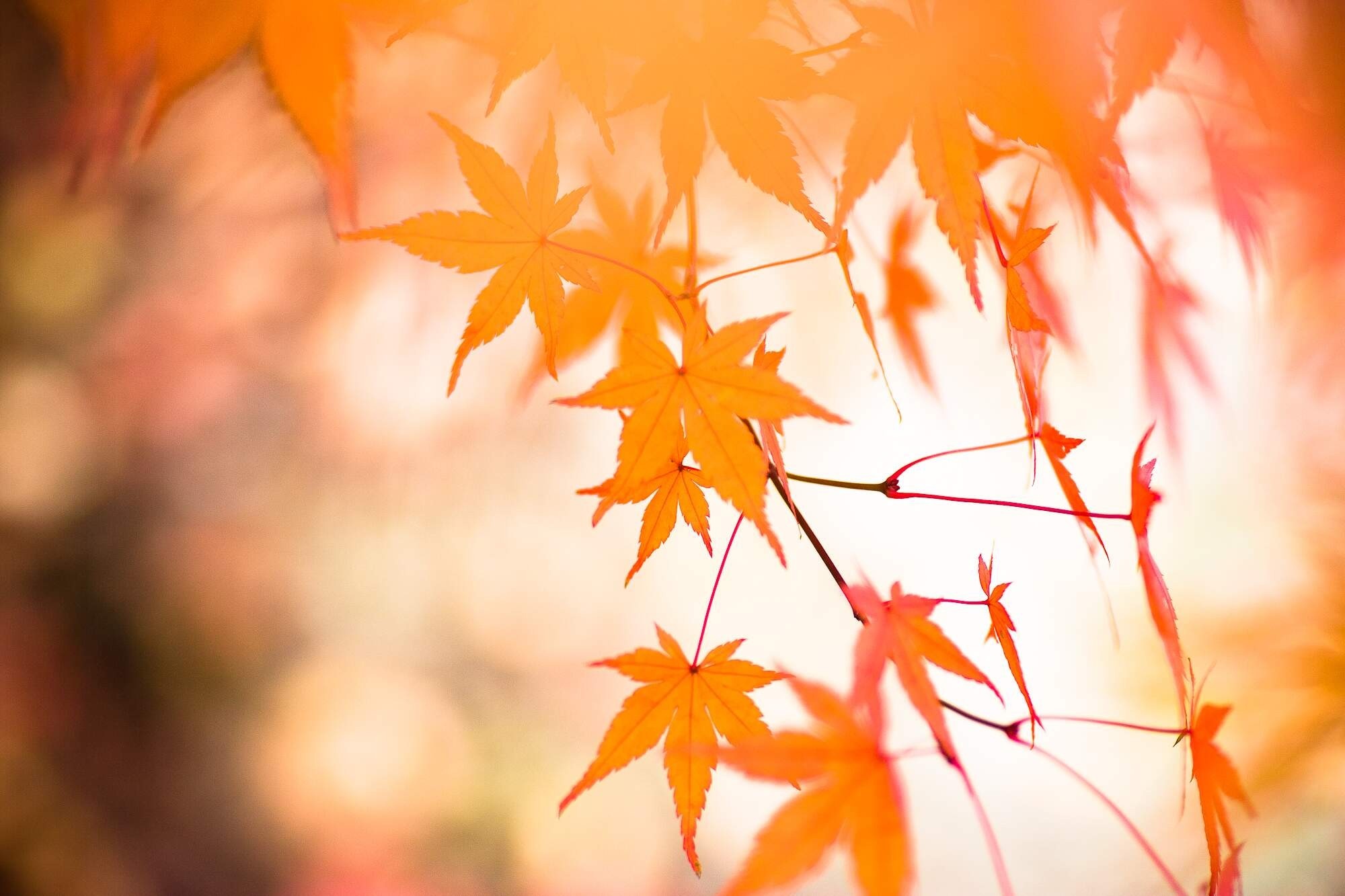 Close up of orange maple leaves in sunlight HD Wallpaper