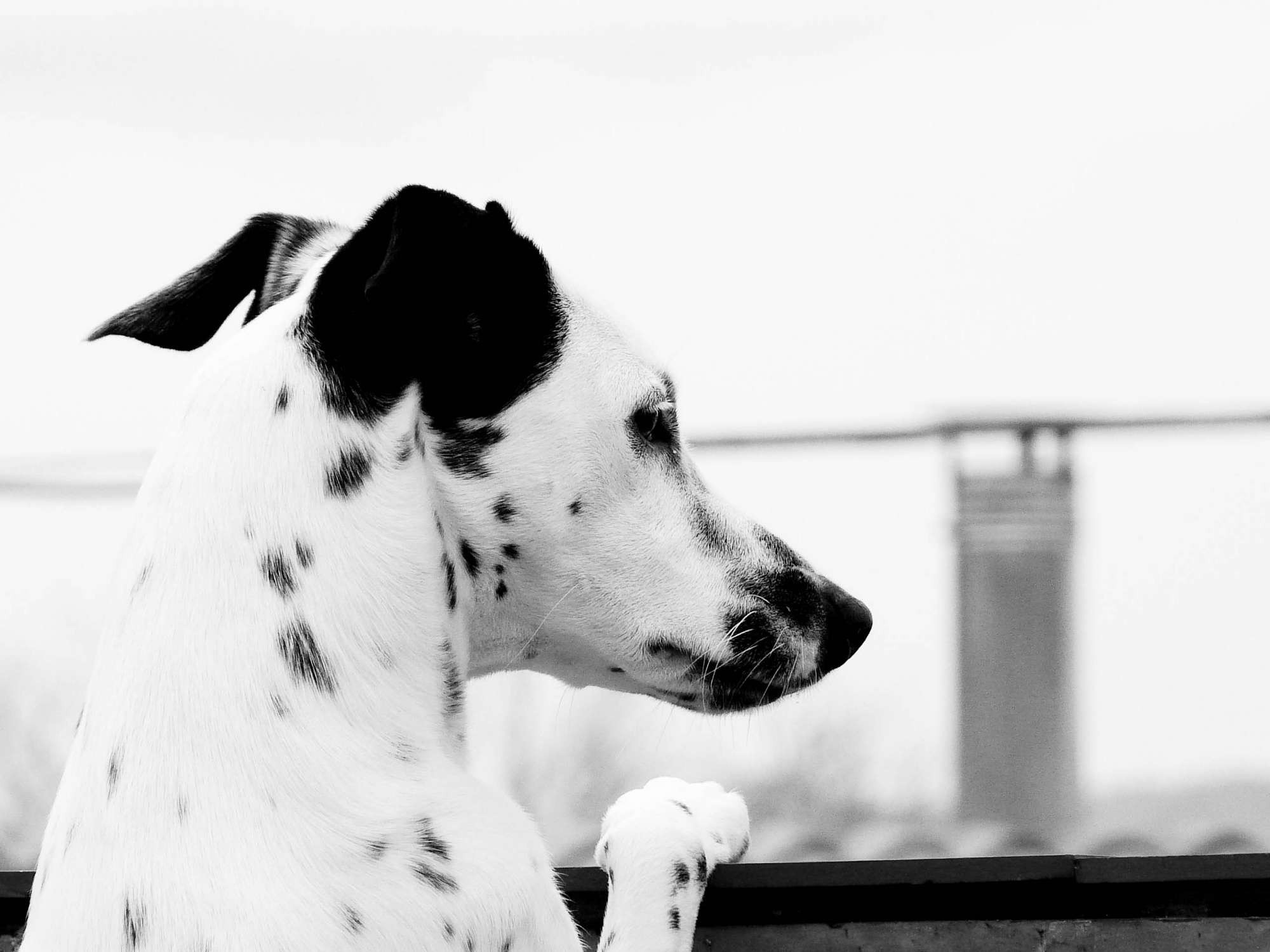 Dalmatian dog looking out HD Wallpaper