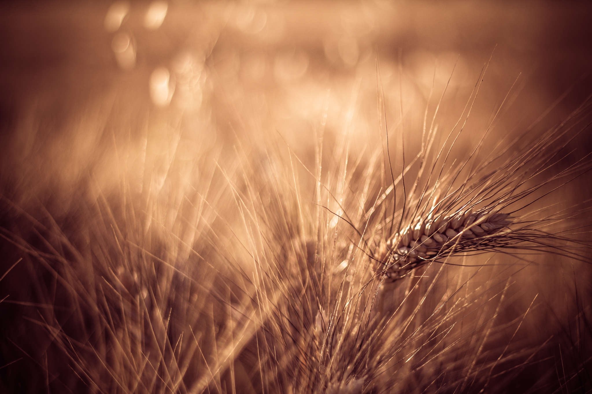 Close-up of a wheat stalk in a field at sunrise HD Wallpaper