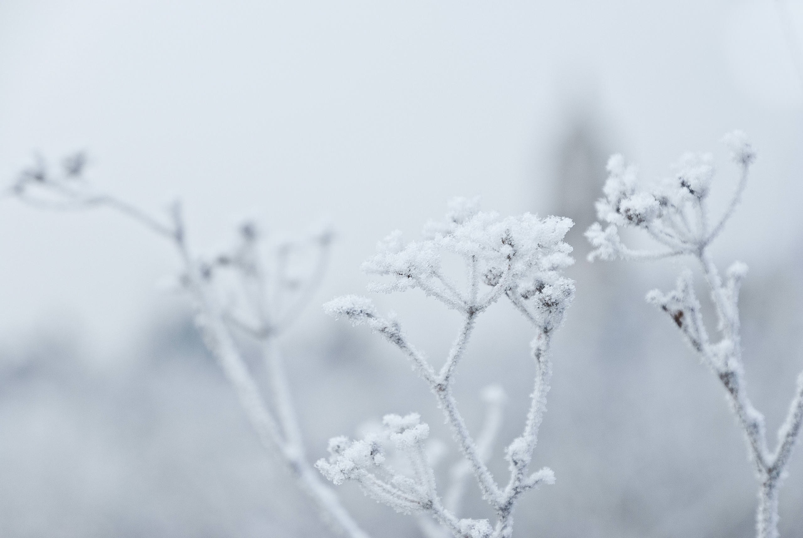 Frost covered plants in winter HD Wallpaper