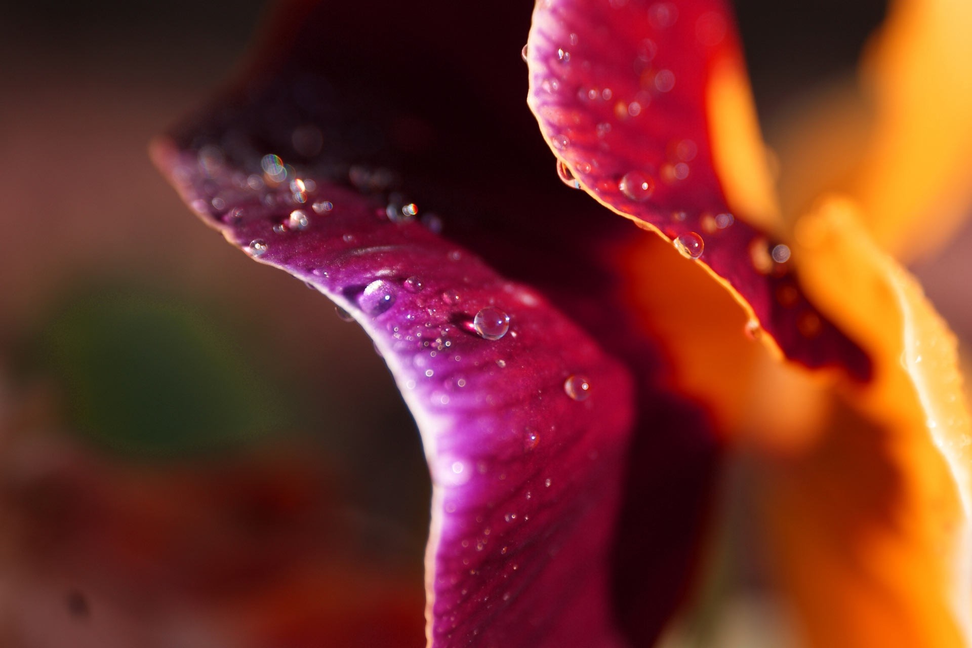Macro photography of flower petals with water drops HD Wallpaper