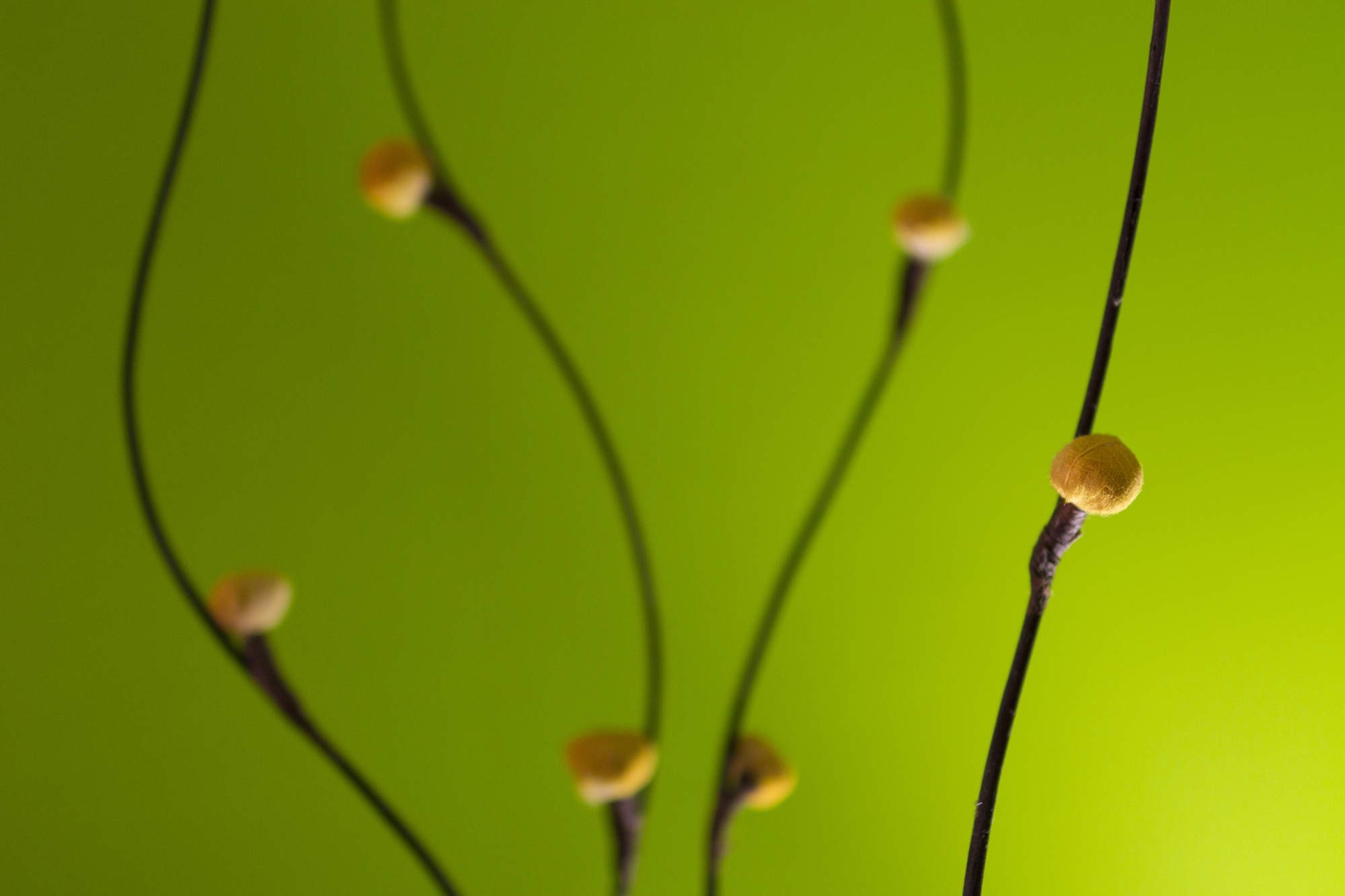 Macro View of Yellow Buds on Slender Branches HD Wallpaper