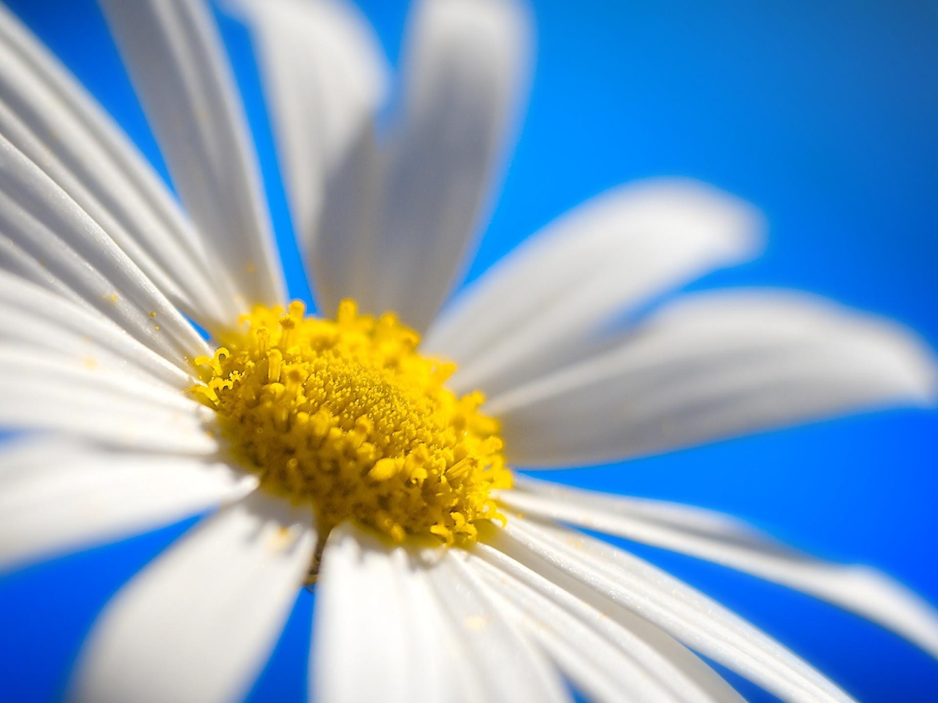 Close-up of a white daisy with a yellow center against a blue background HD Wallpaper