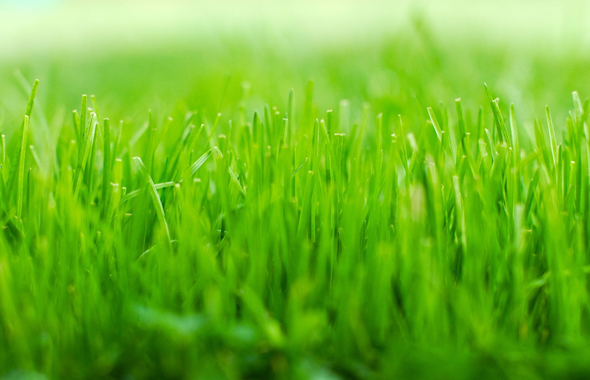 Close-up of green grass blades HD Wallpaper
