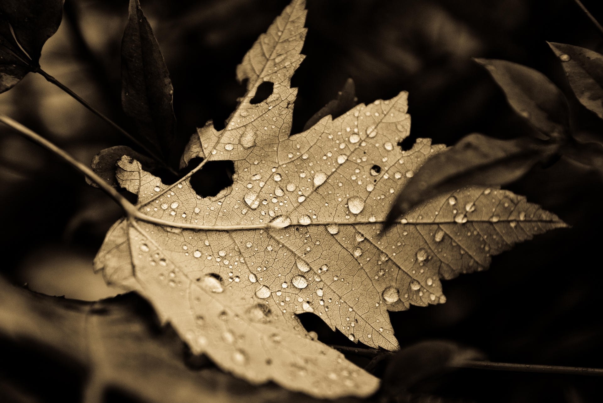 Monochrome close-up of a wet maple leaf HD Wallpaper