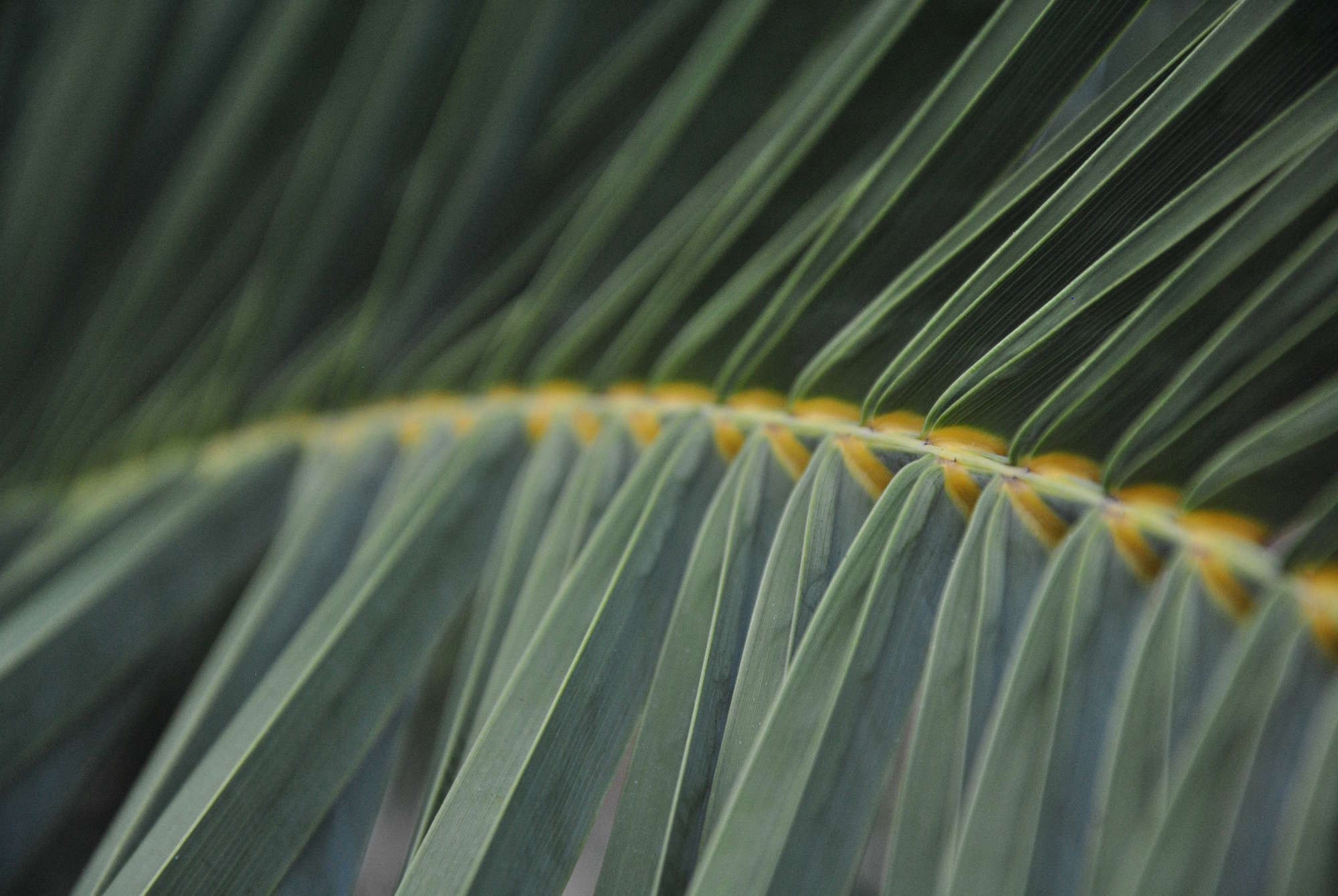 Close-up of a green palm frond with yellow accents HD Wallpaper