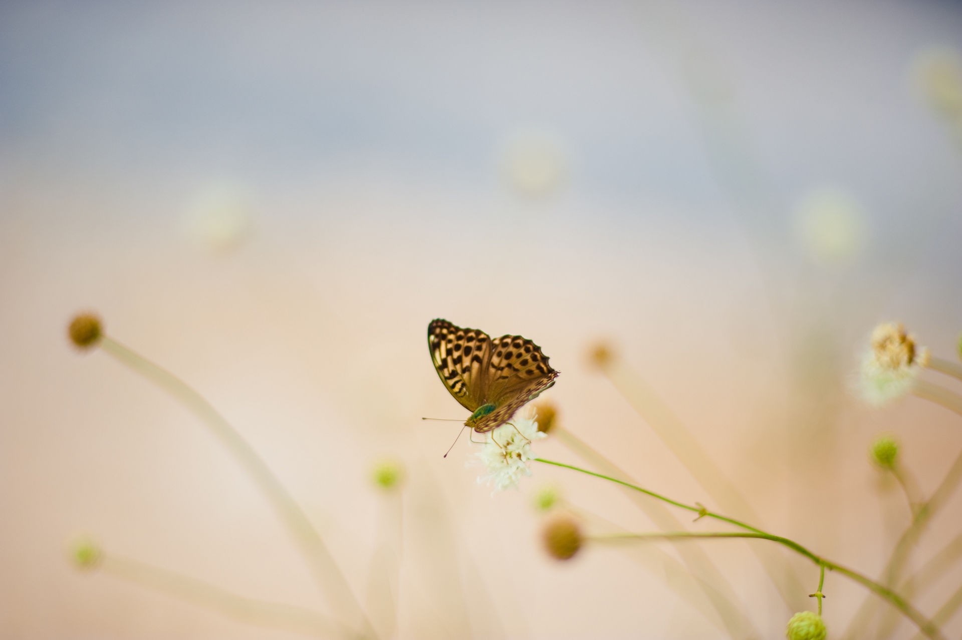 Butterfly on a flower with soft background HD Wallpaper