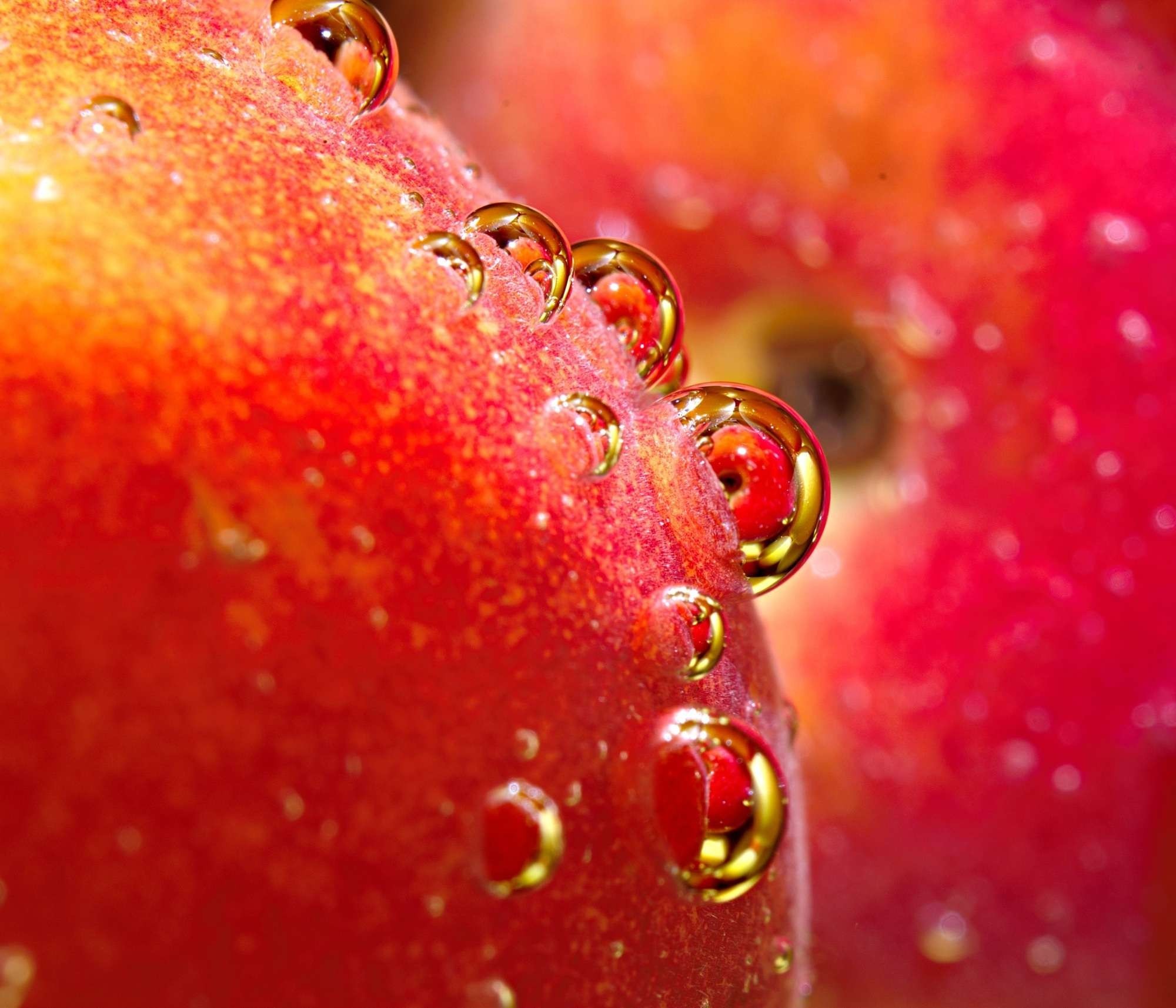 Close-up of red fruit with water droplets HD Wallpaper