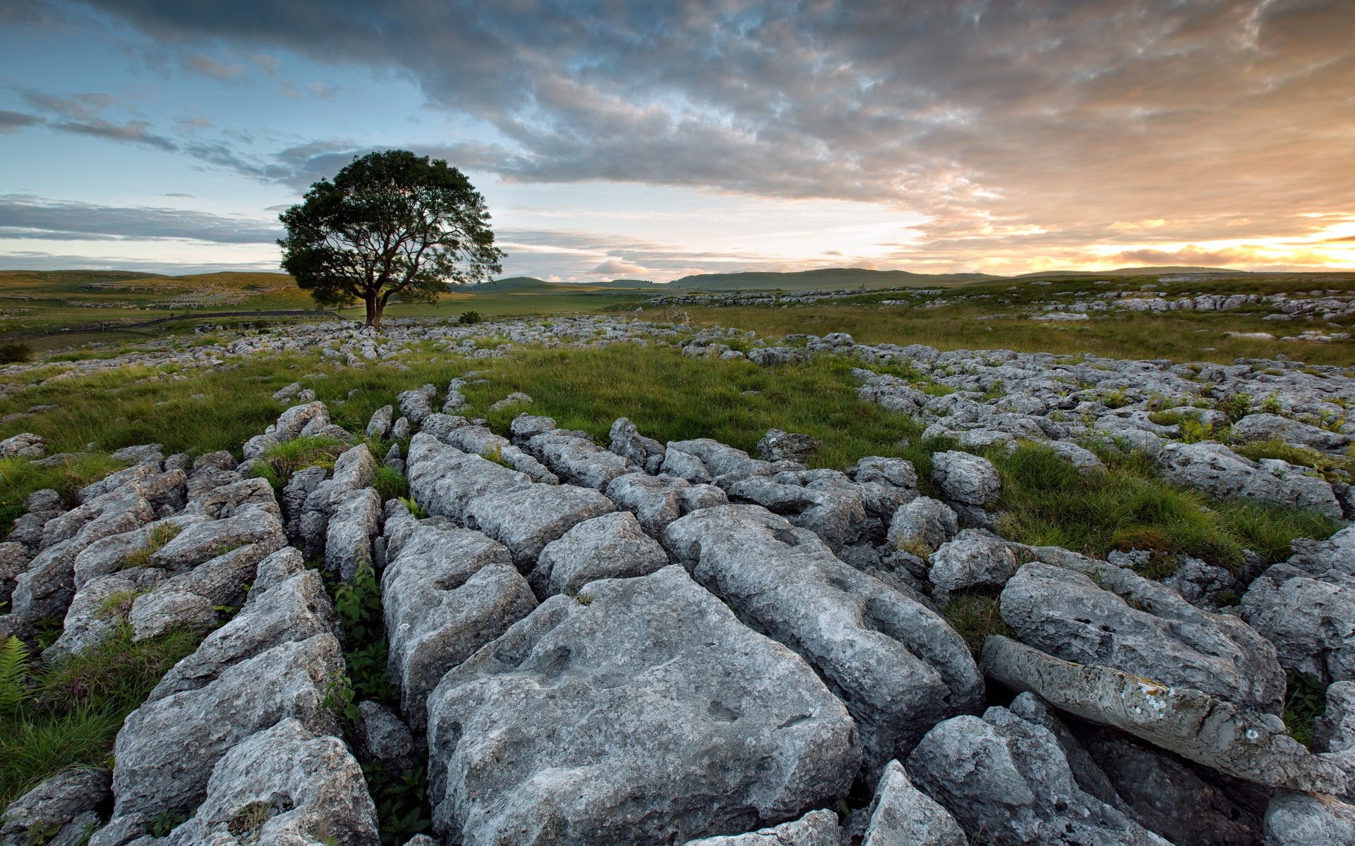 Limestone pavement with a lone tree at sunset HD Wallpaper