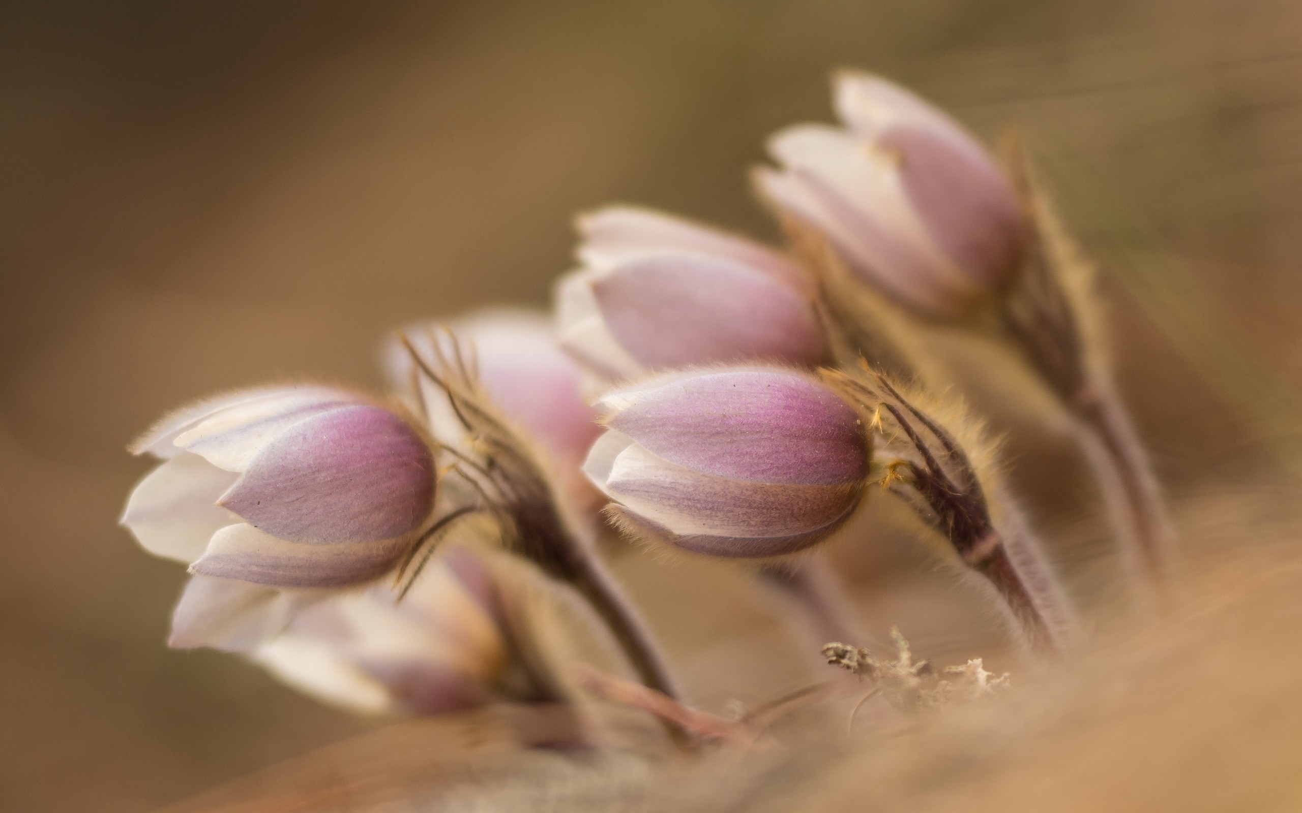 Close-up of fuzzy pink and white flower buds HD Wallpaper