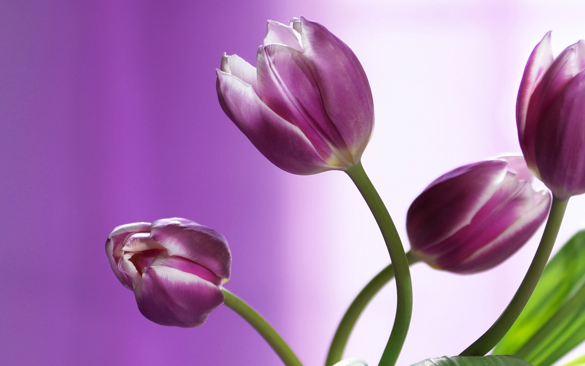 Purple tulips with white edges on a purple background HD Wallpaper
