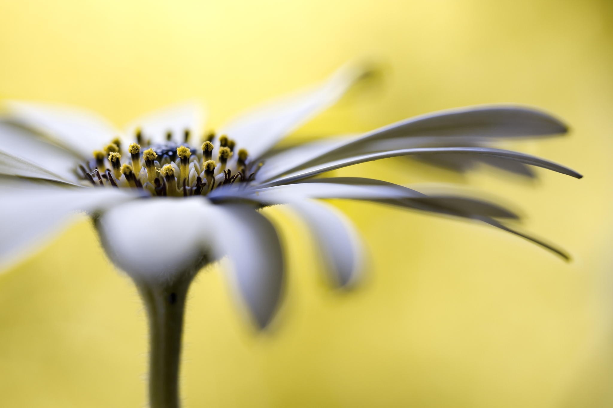 Close up of a white daisy with yellow center HD Wallpaper