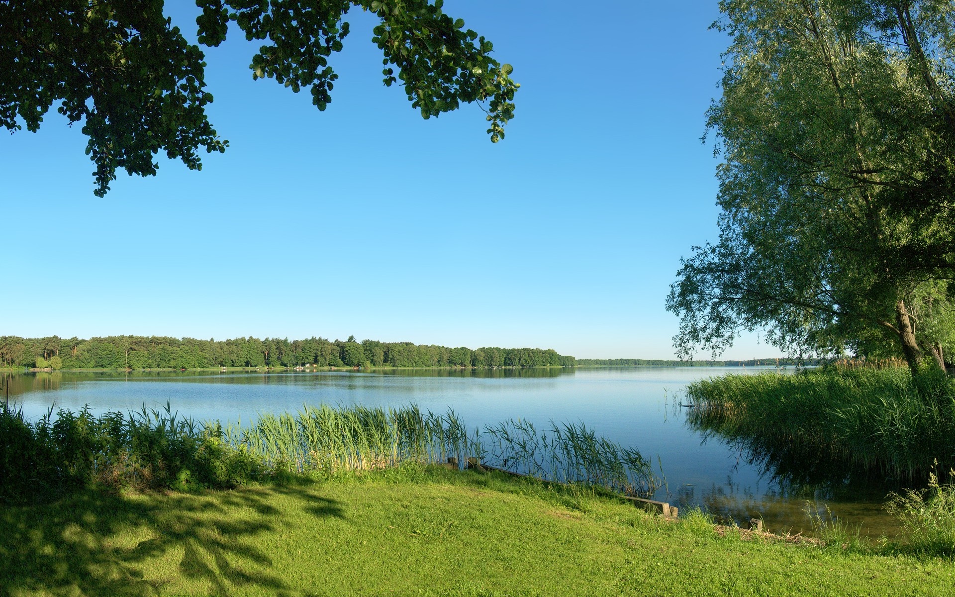 Lake with trees and reeds under a clear blue sky HD Wallpaper