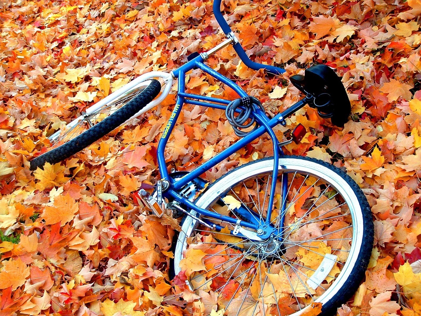 Blue bicycle lying on autumn leaves HD Wallpaper