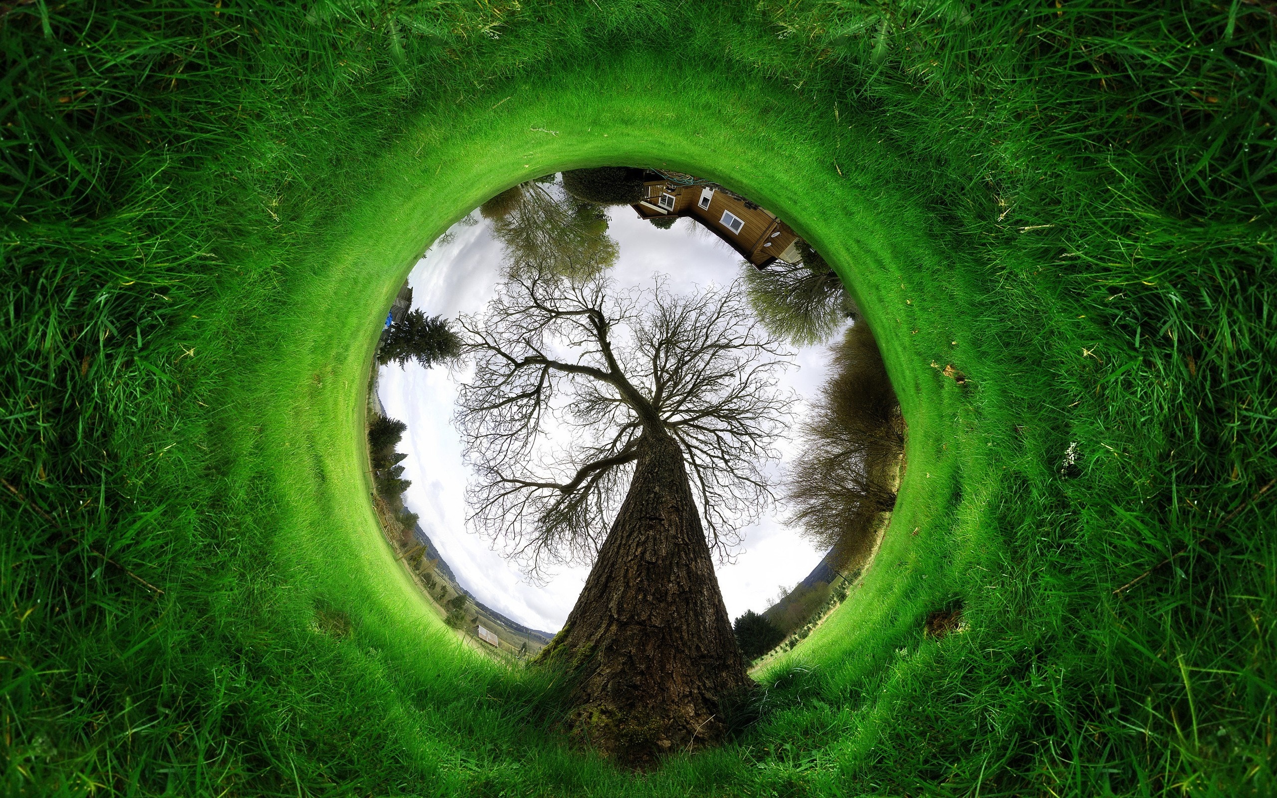 A tree in a circular grassy landscape HD Wallpaper
