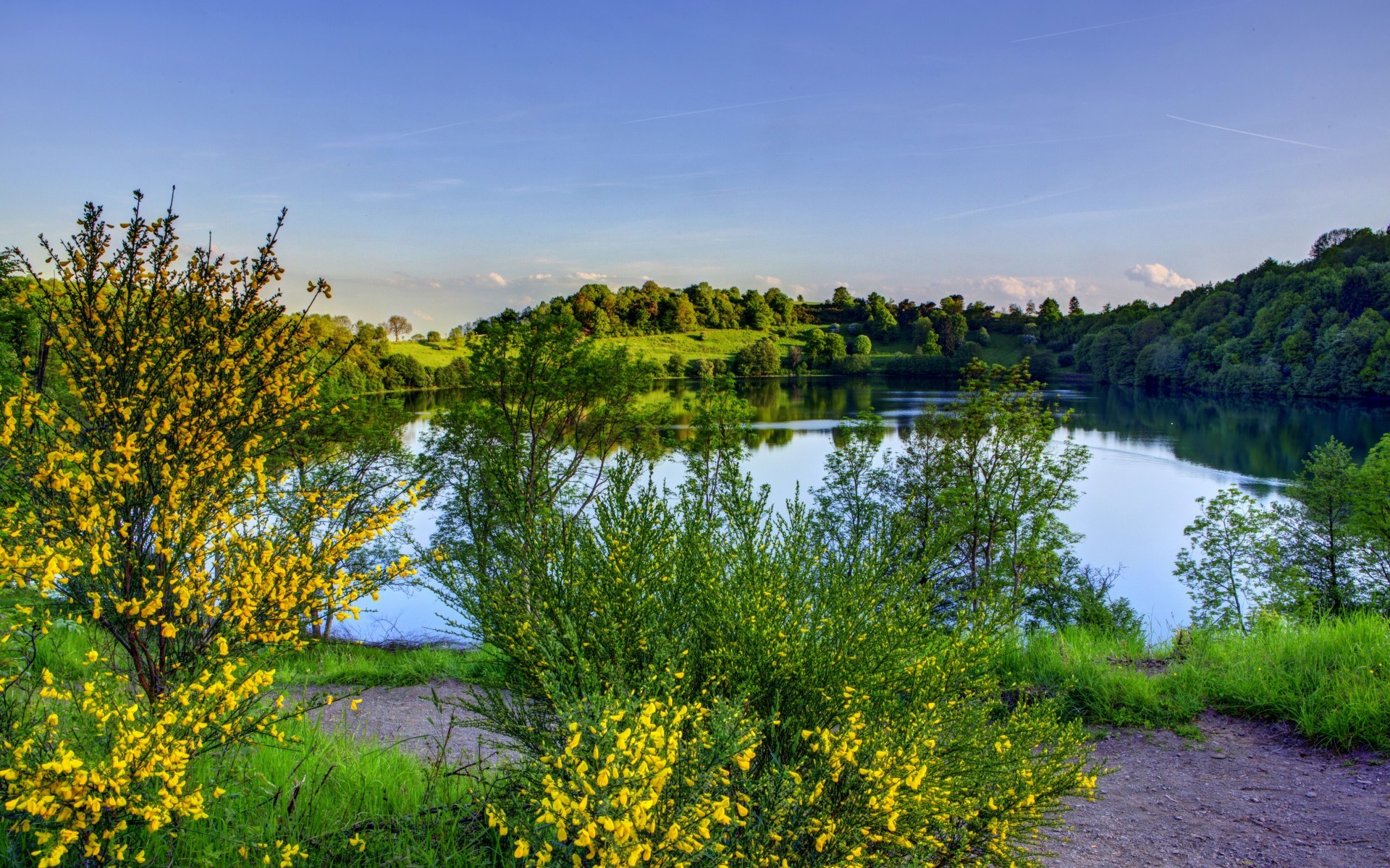Yellow flowering bushes by a lake HD Wallpaper