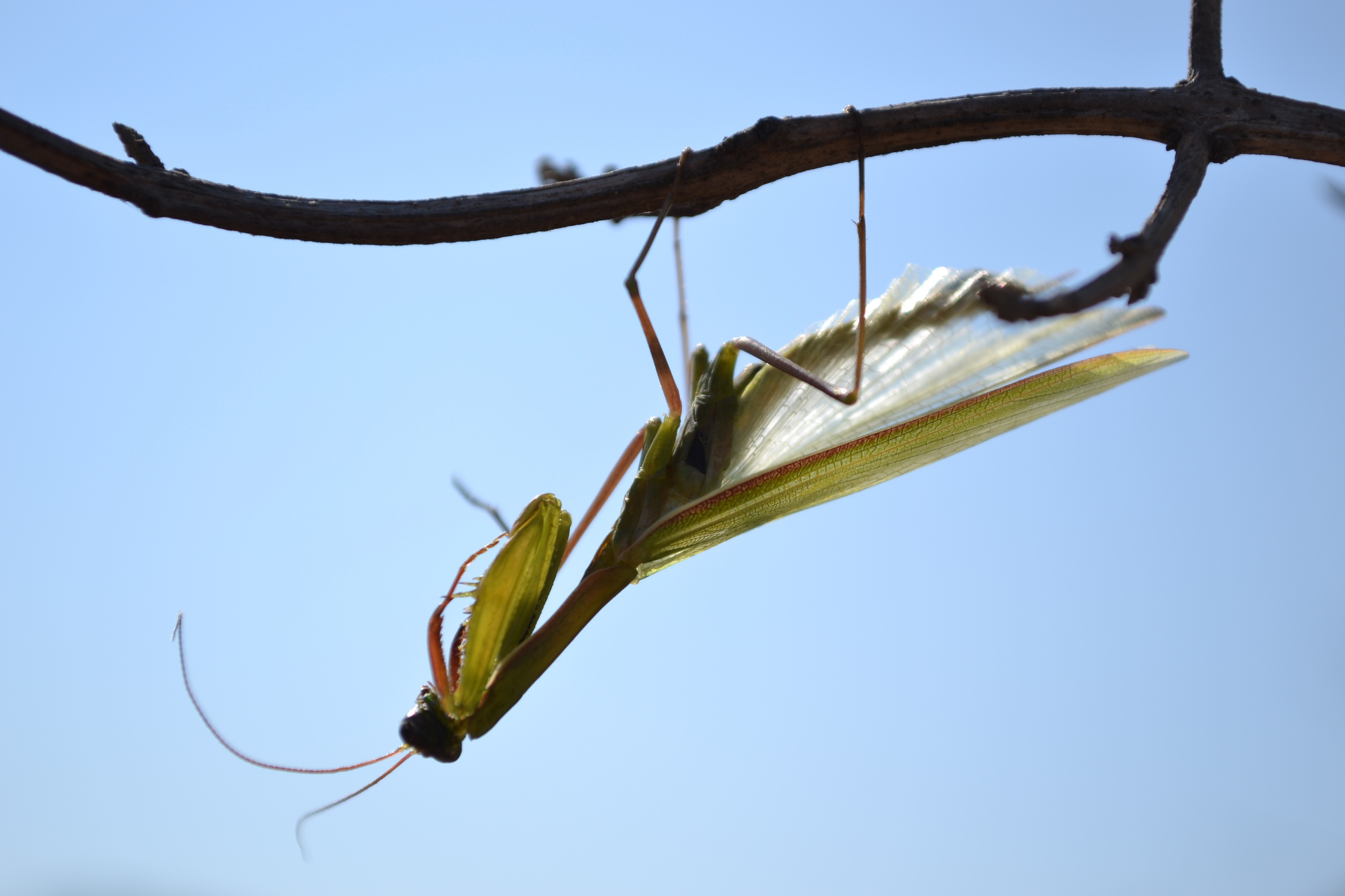 Praying mantis hanging upside down from a branch HD Wallpaper