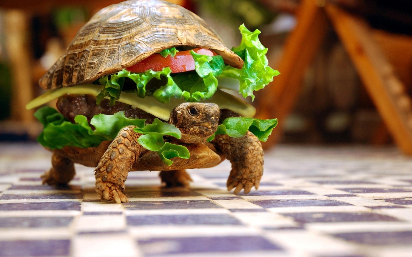 Turtle burger on a chessboard HD Wallpaper