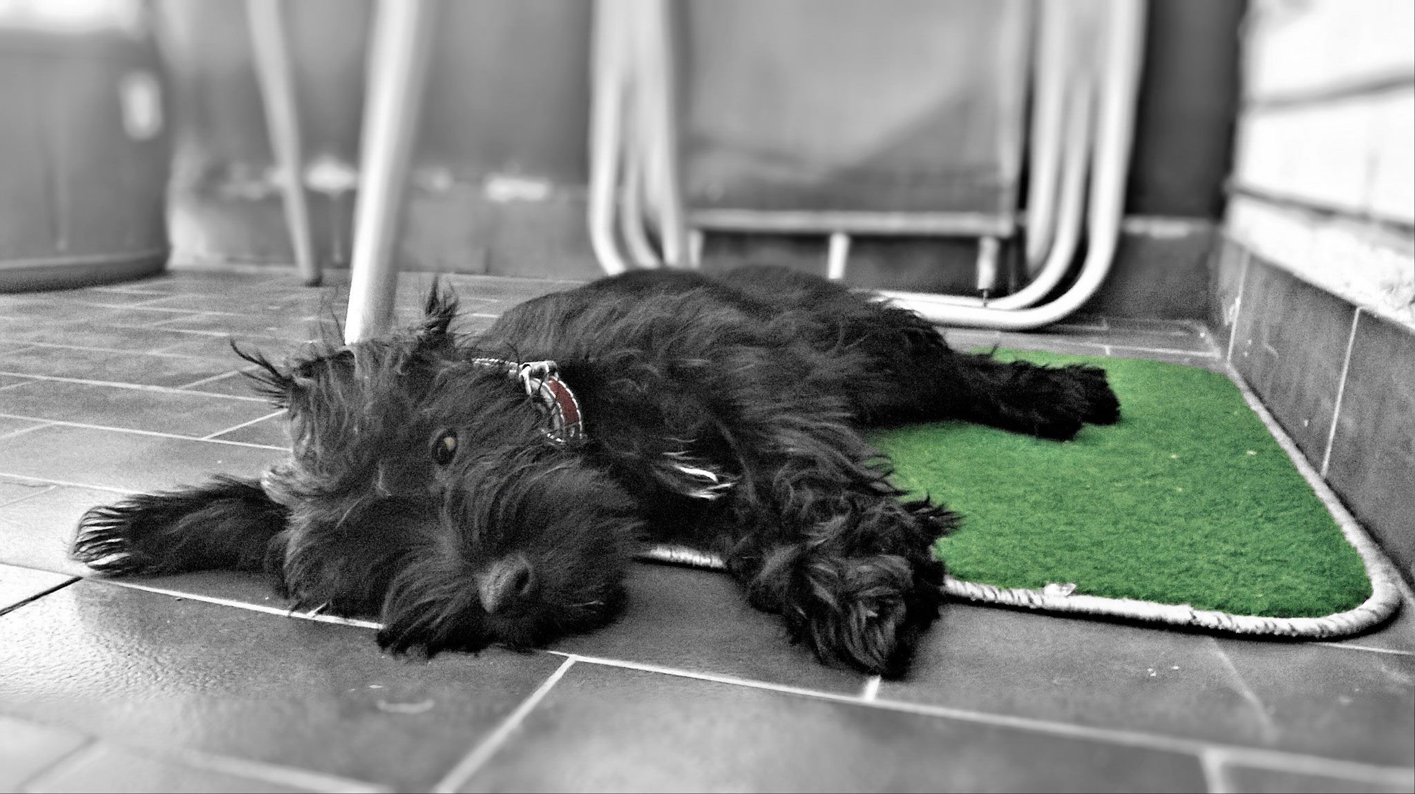 Black Scottish Terrier dog lying on a green mat HD Wallpaper