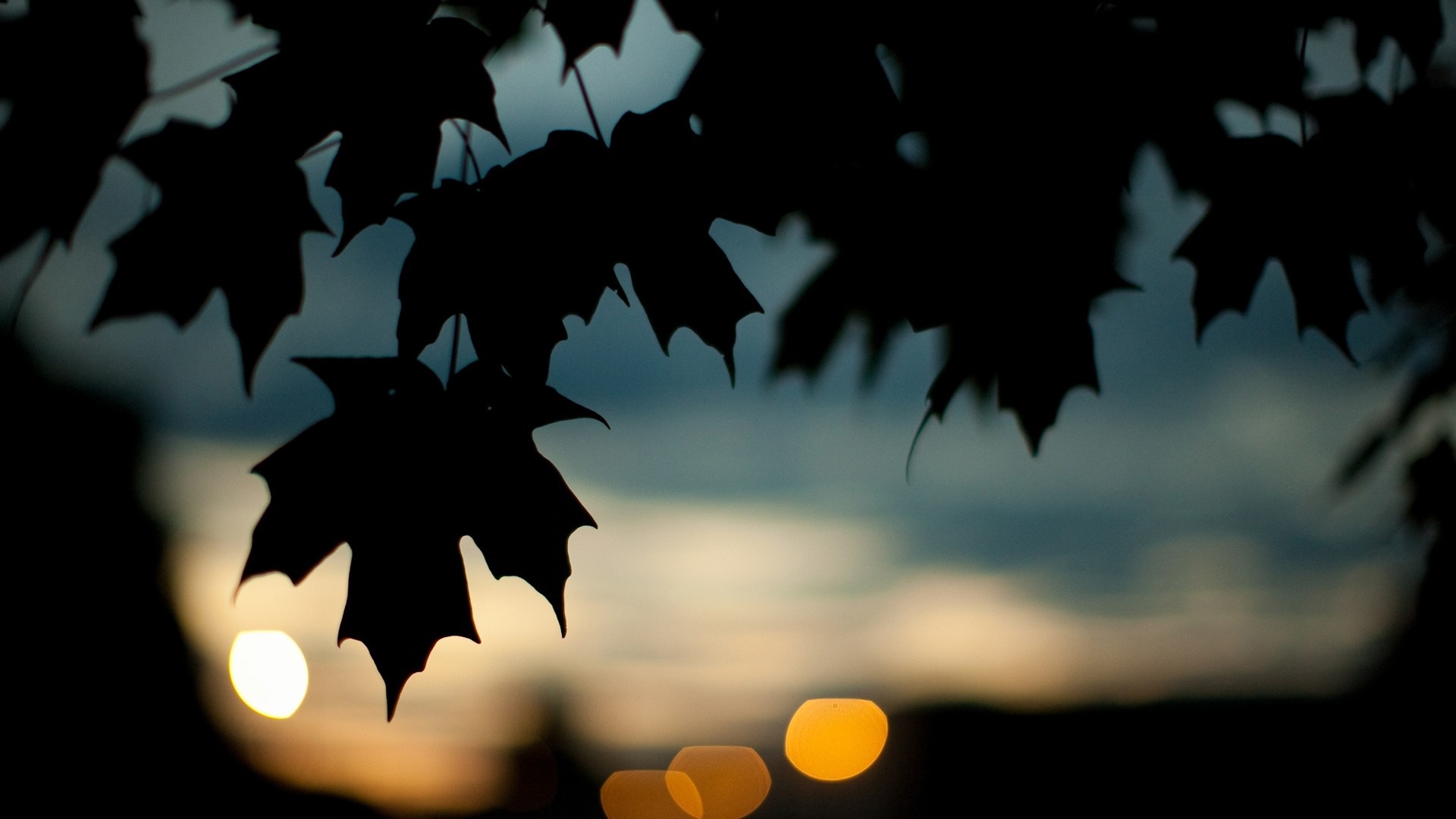 Silhouette of maple leaves against a twilight sky HD Wallpaper