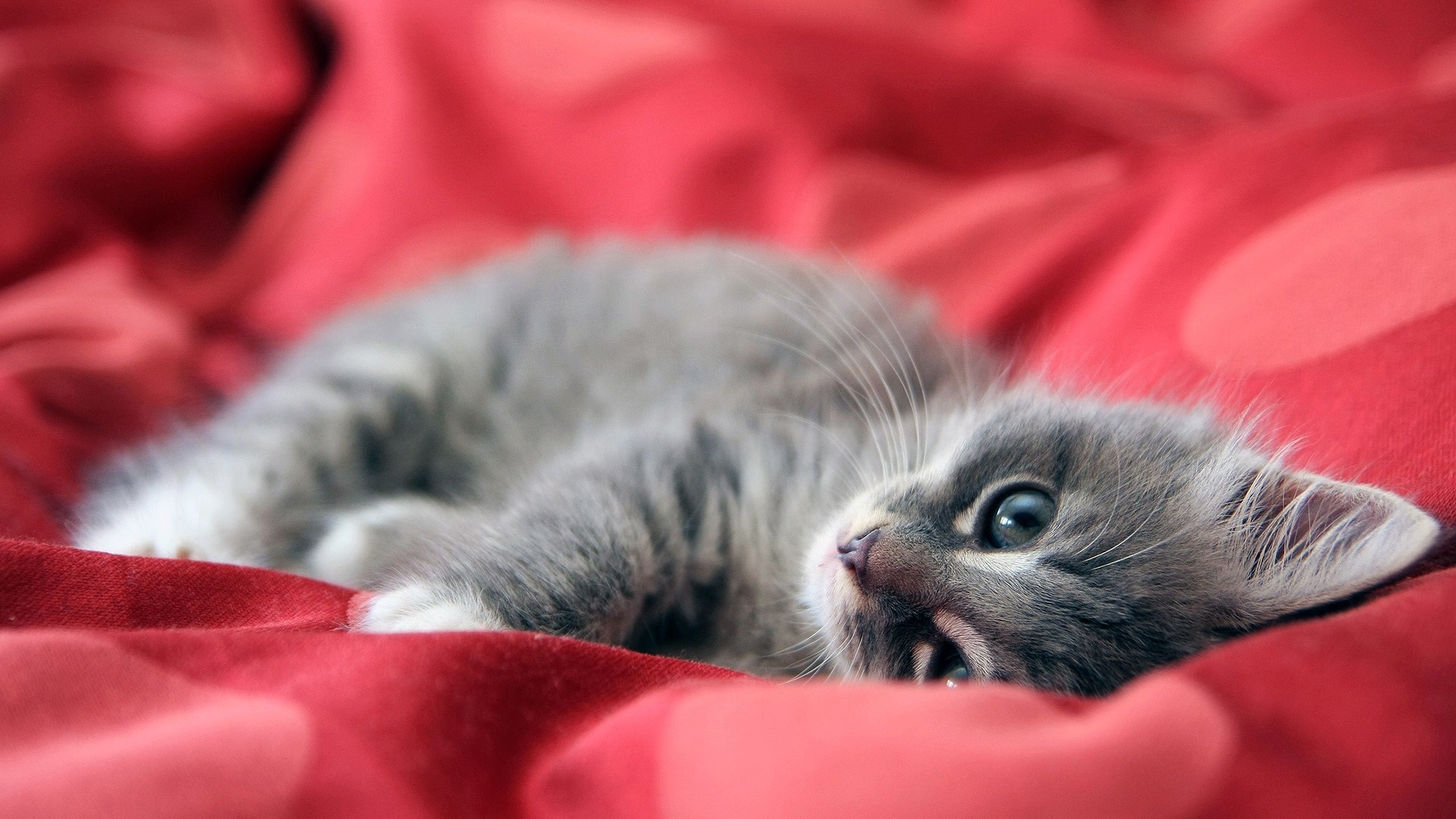 A fluffy gray kitten lies on a red blanket HD Wallpaper