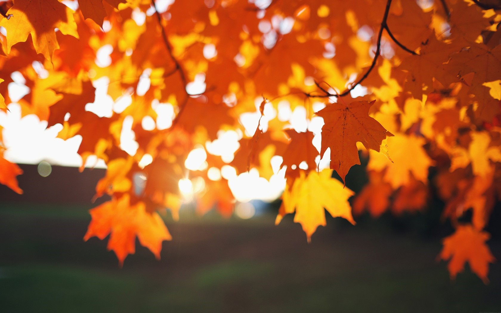 Sunlight filtering through autumn maple leaves HD Wallpaper