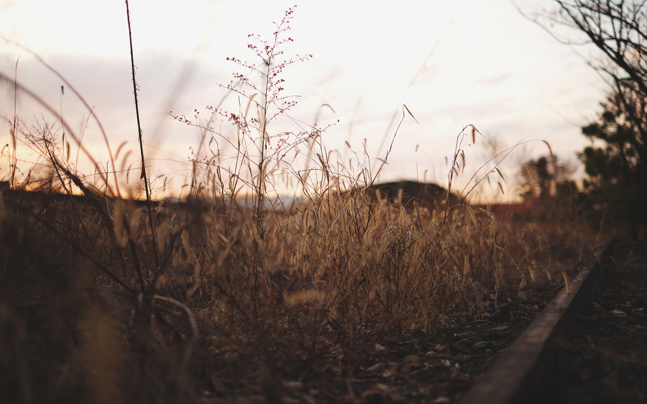 Dry grass and a single plant by a railway track at sunset HD Wallpaper