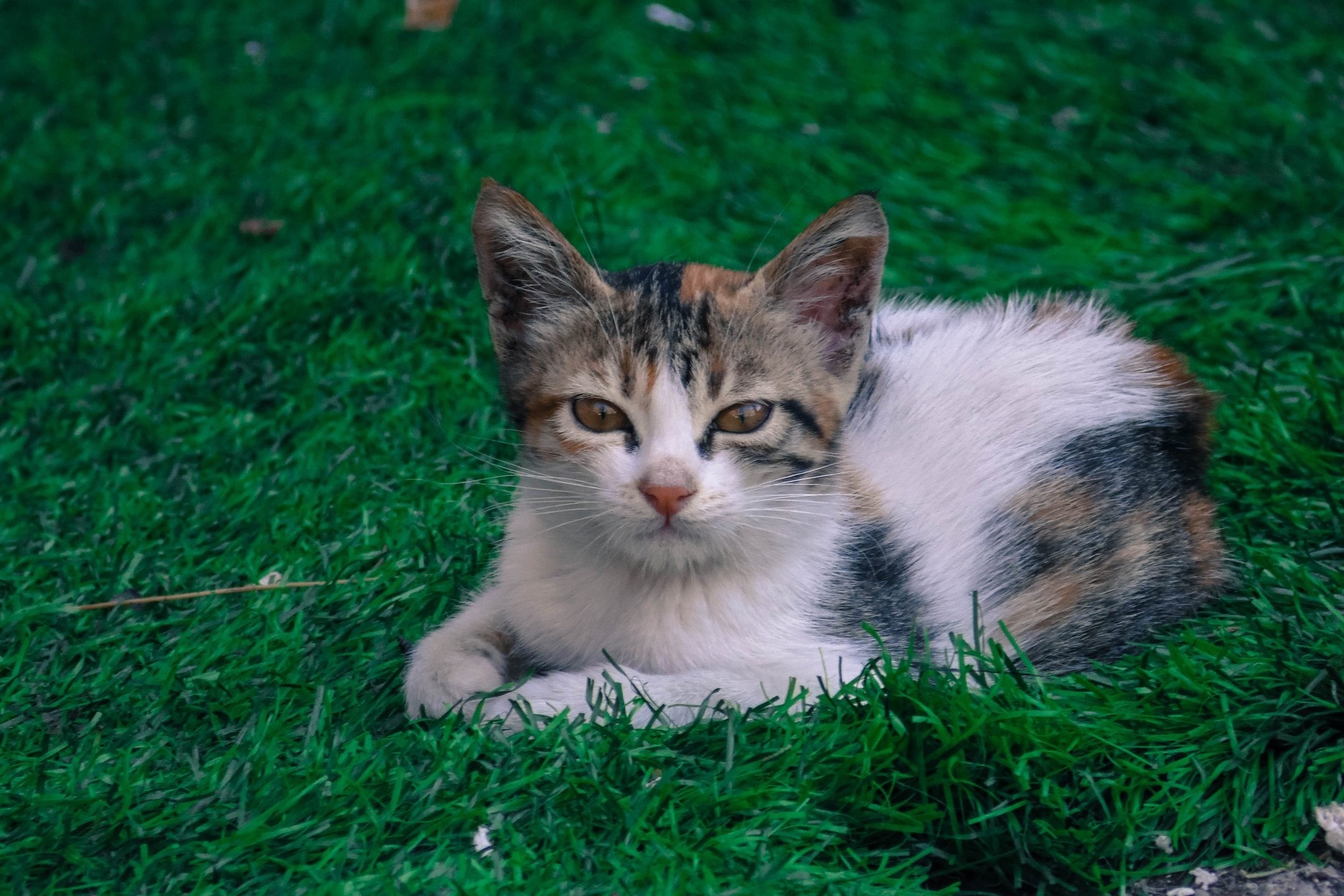A calico kitten lies on green grass HD Wallpaper