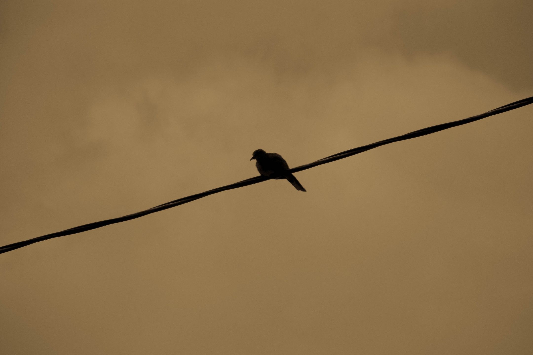 Silhouette of a bird perched on a wire against a cloudy sky HD Wallpaper