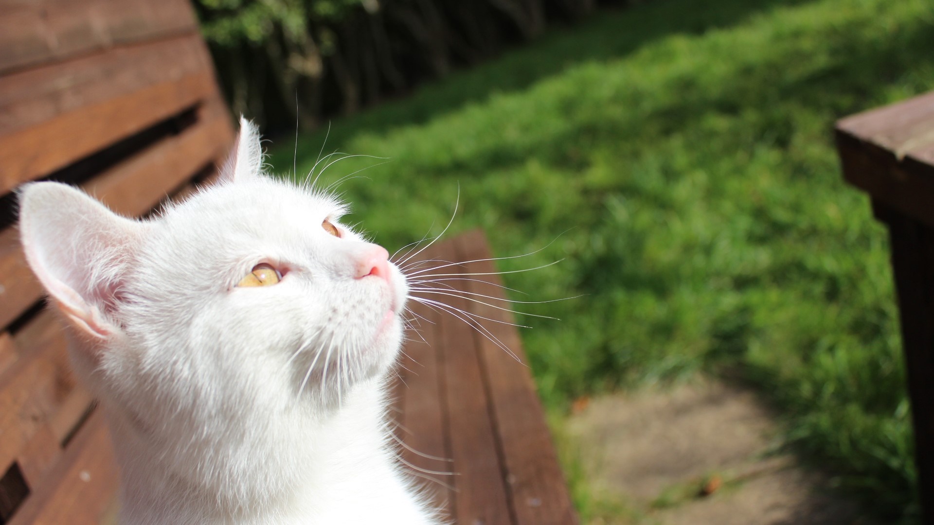 Calico cat with green eyes lying in grass HD Wallpaper