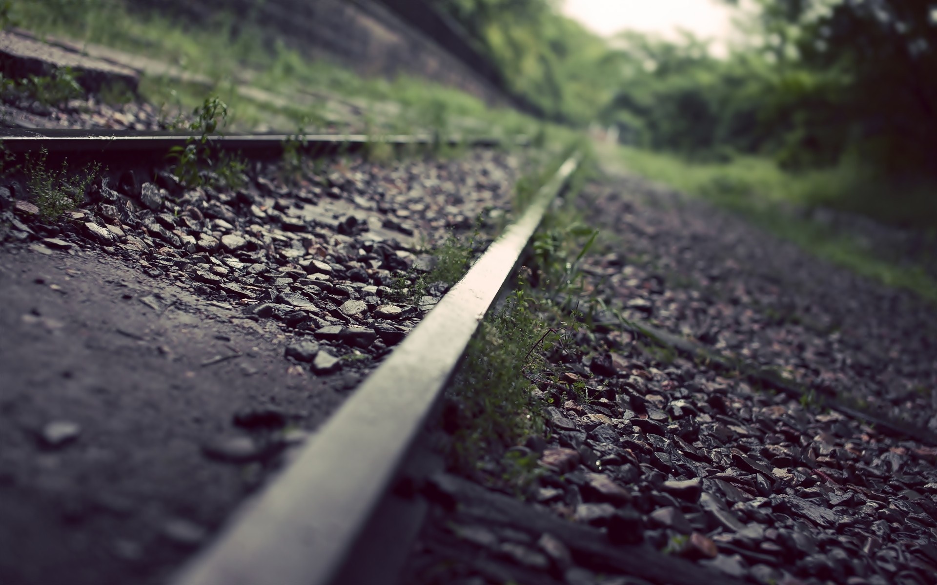 Close-up of train tracks in a forest HD Wallpaper