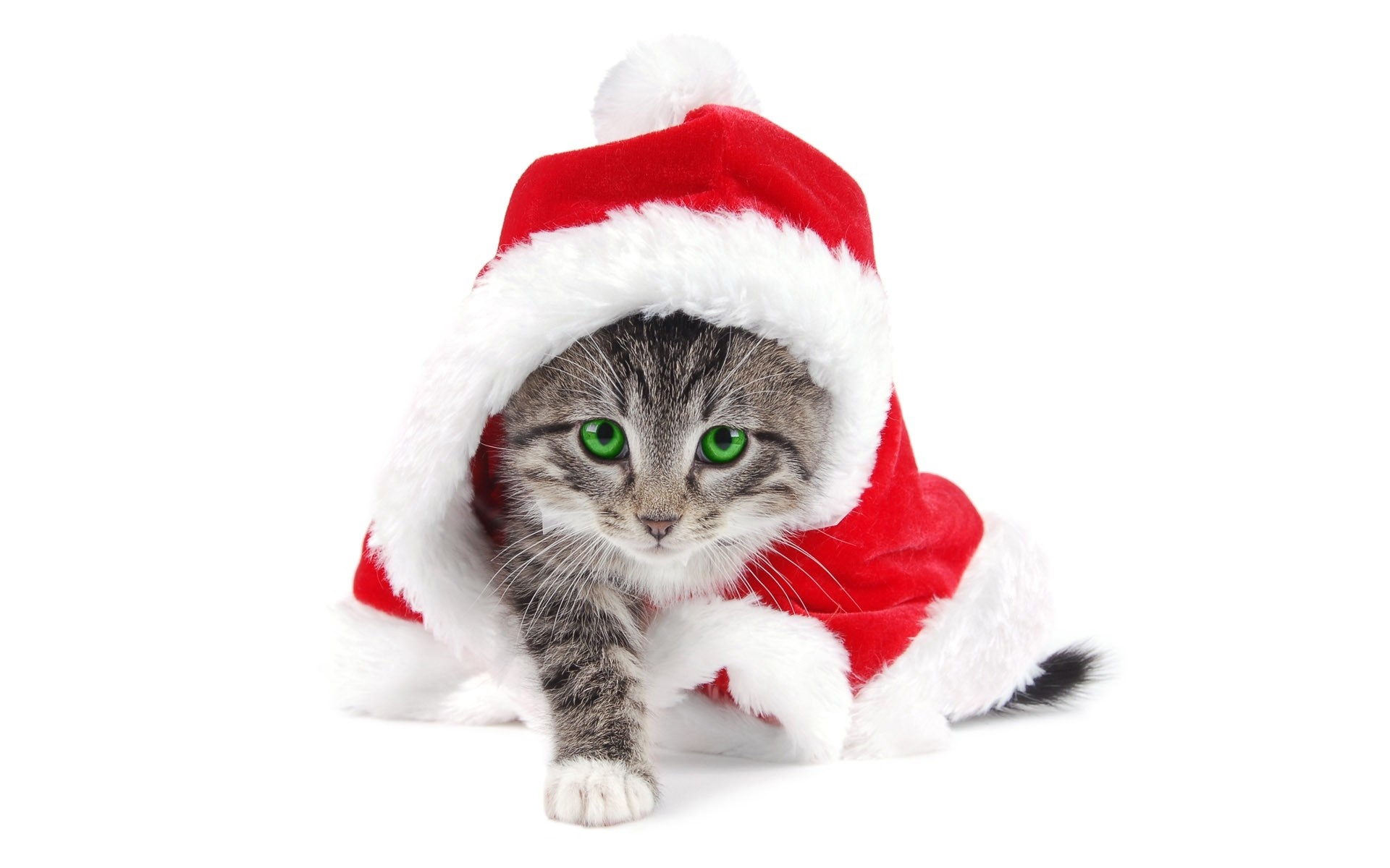 Kitten wearing a Santa hat and costume HD Wallpaper