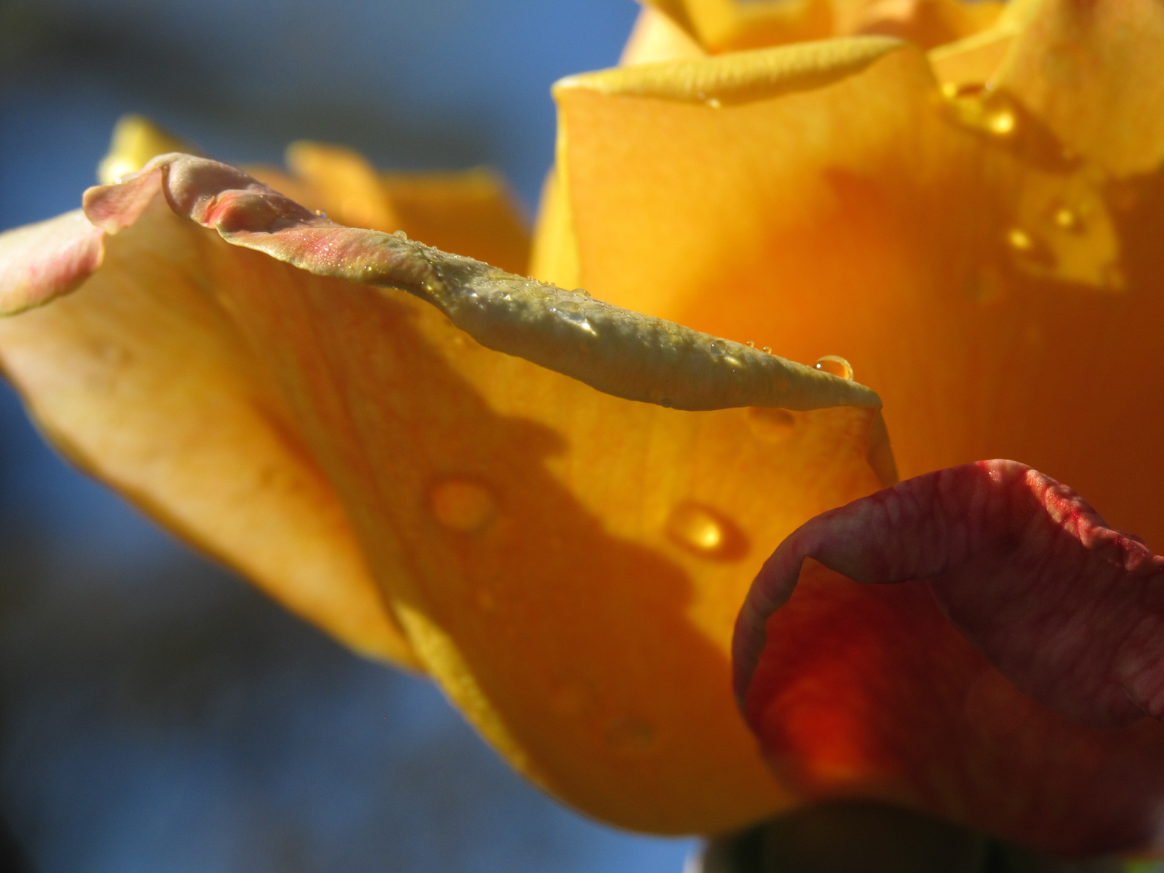 Close-up of yellow rose petals with water drops HD Wallpaper