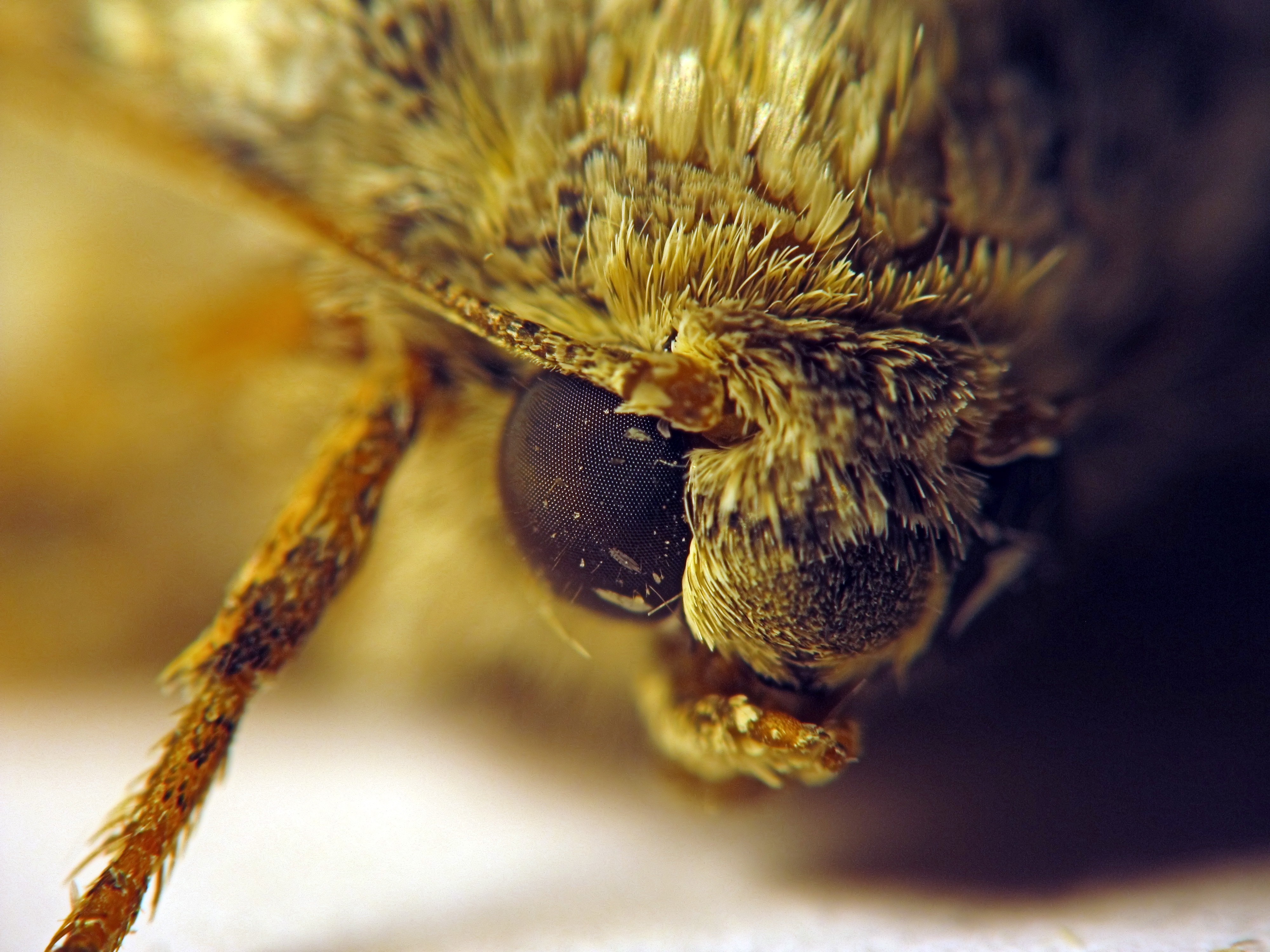 Extreme close-up of a fuzzy moth's eye and leg HD Wallpaper