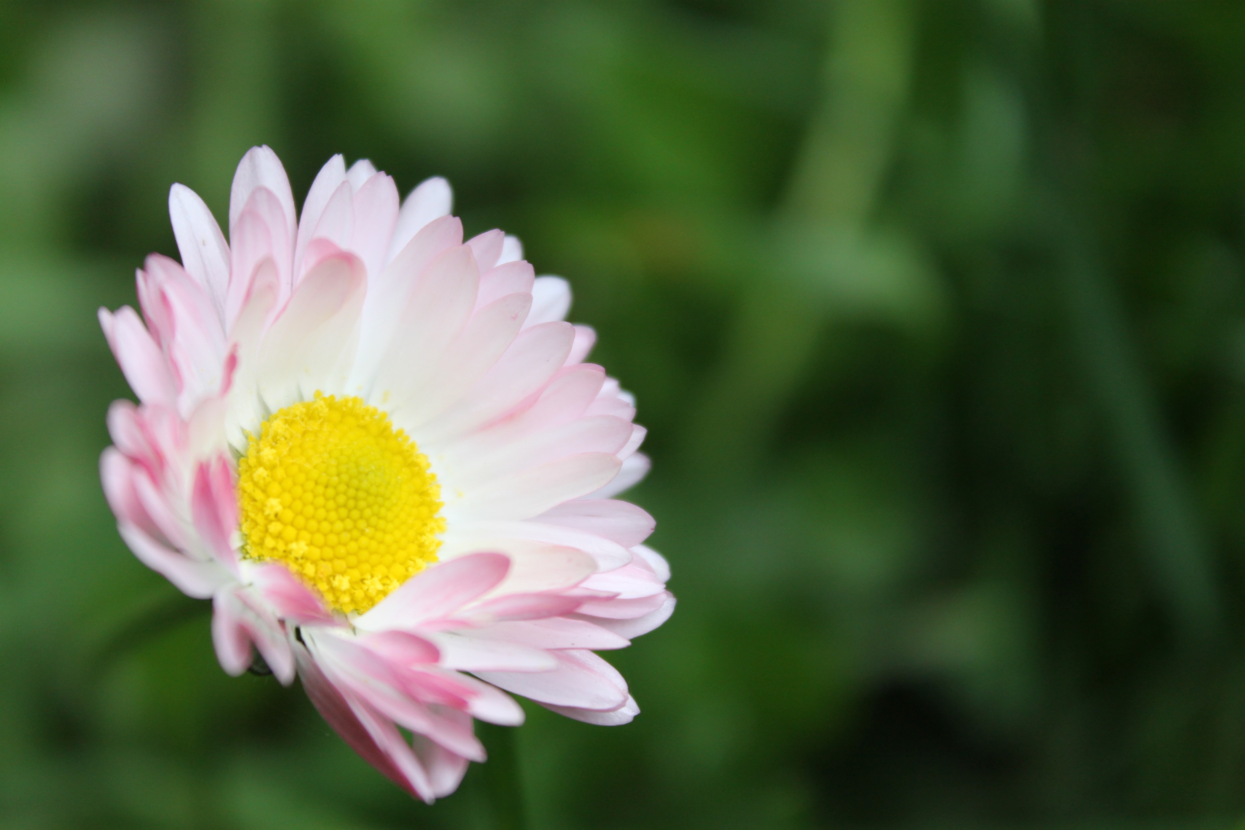 Pink and white daisy flower with yellow center HD Wallpaper
