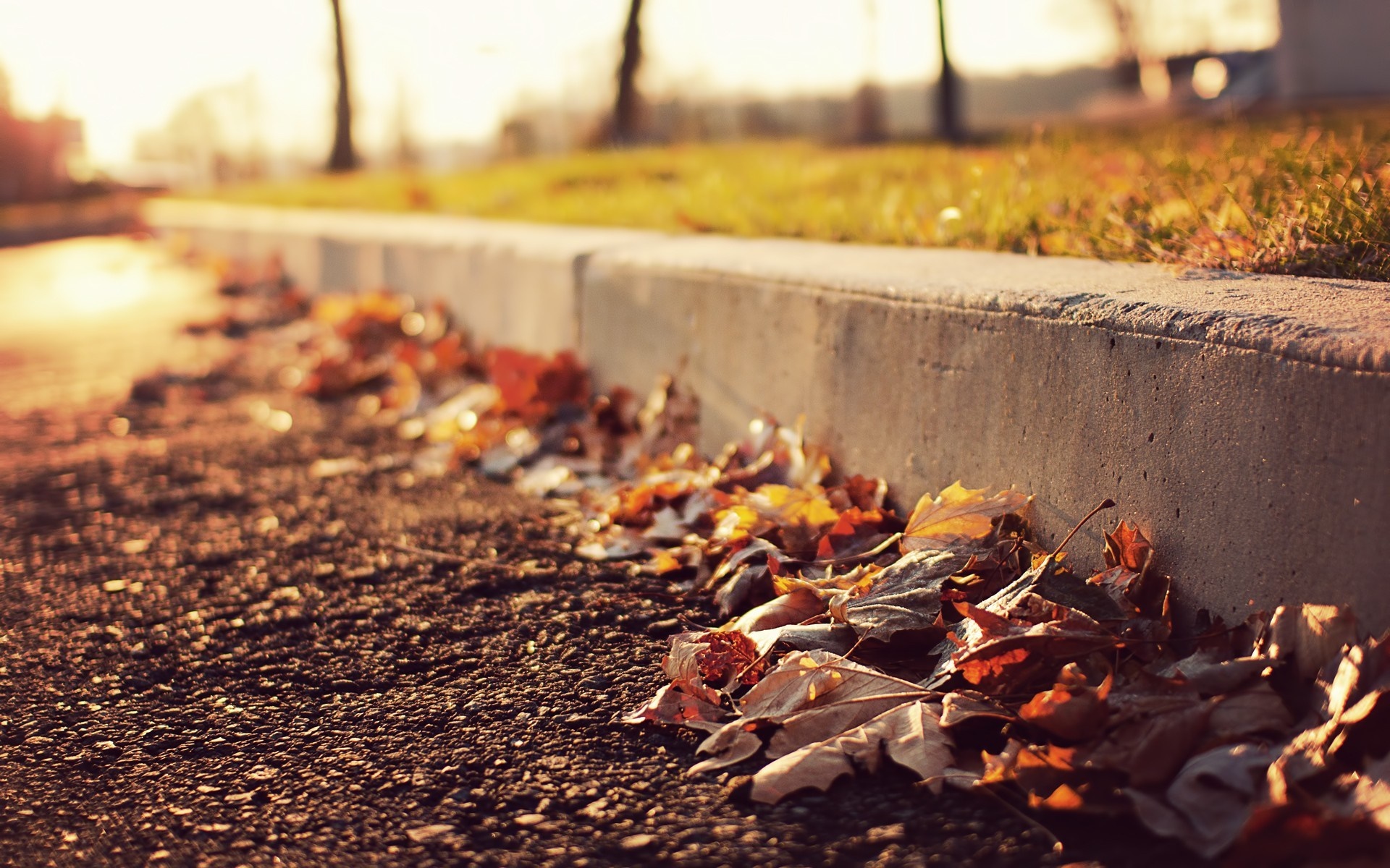 Autumn leaves on the curb in morning sunlight HD Wallpaper