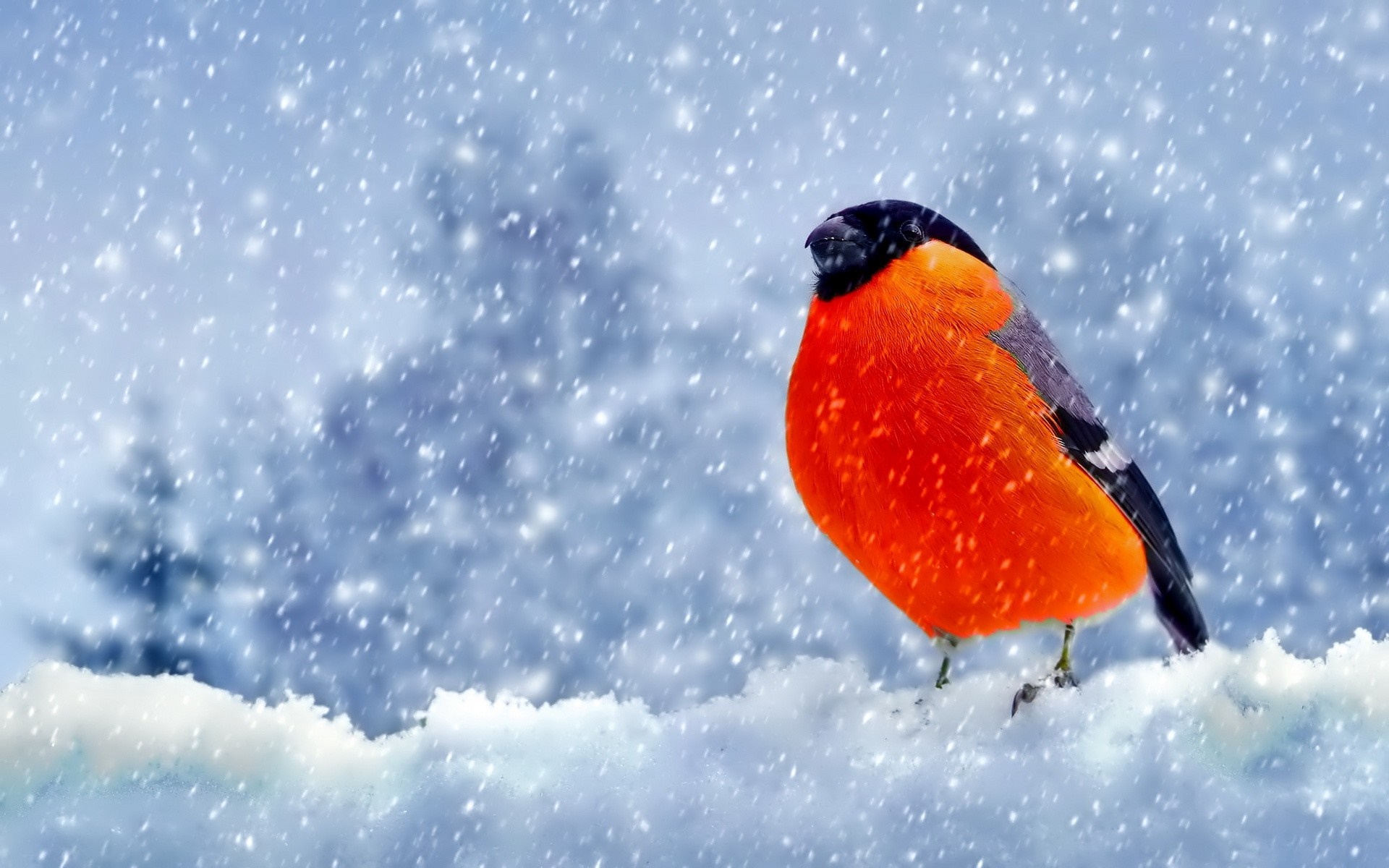 Bullfinch bird perched on snow during snowfall HD Wallpaper