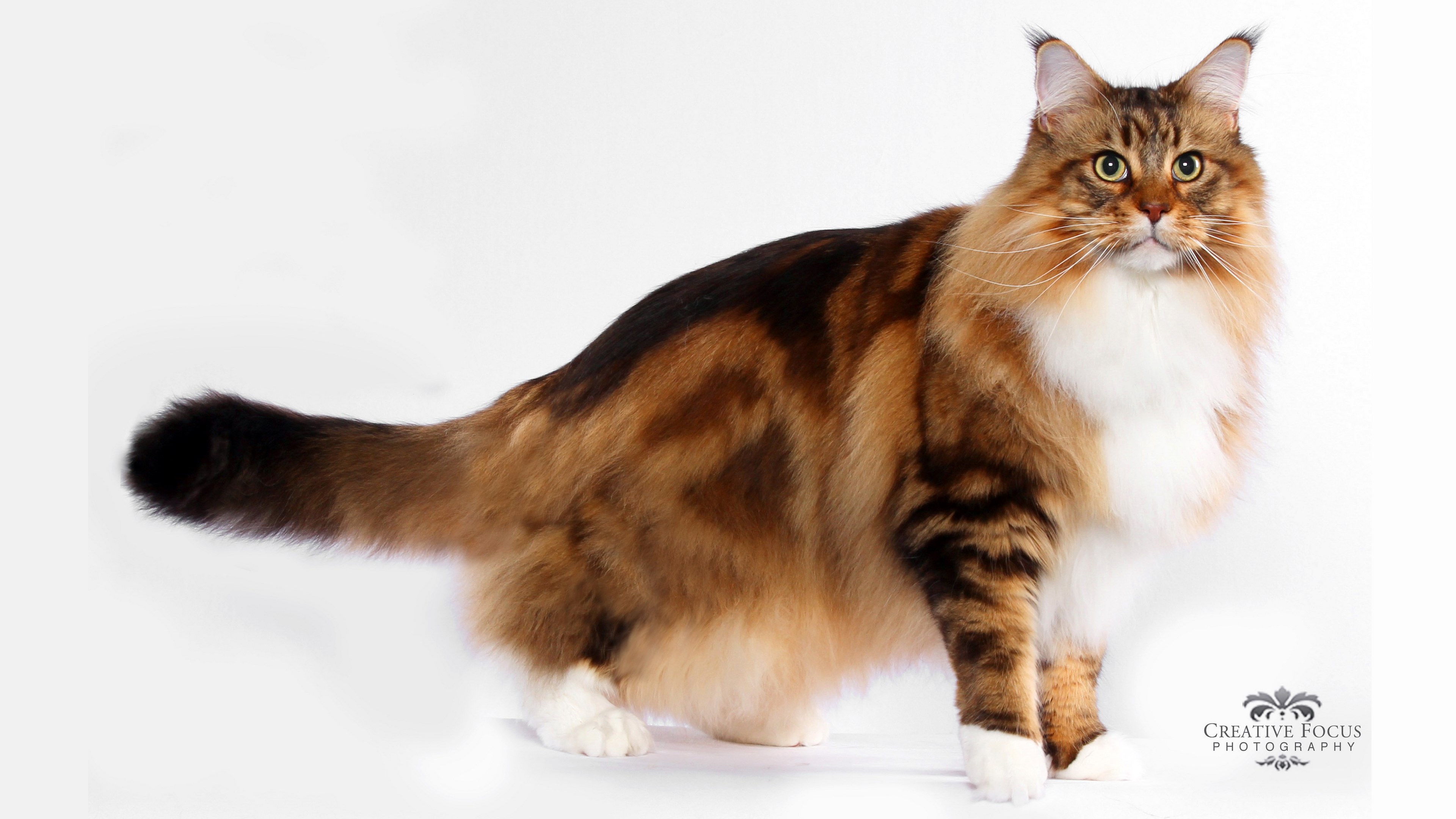 Maine Coon cat with brown and white fur HD Wallpaper