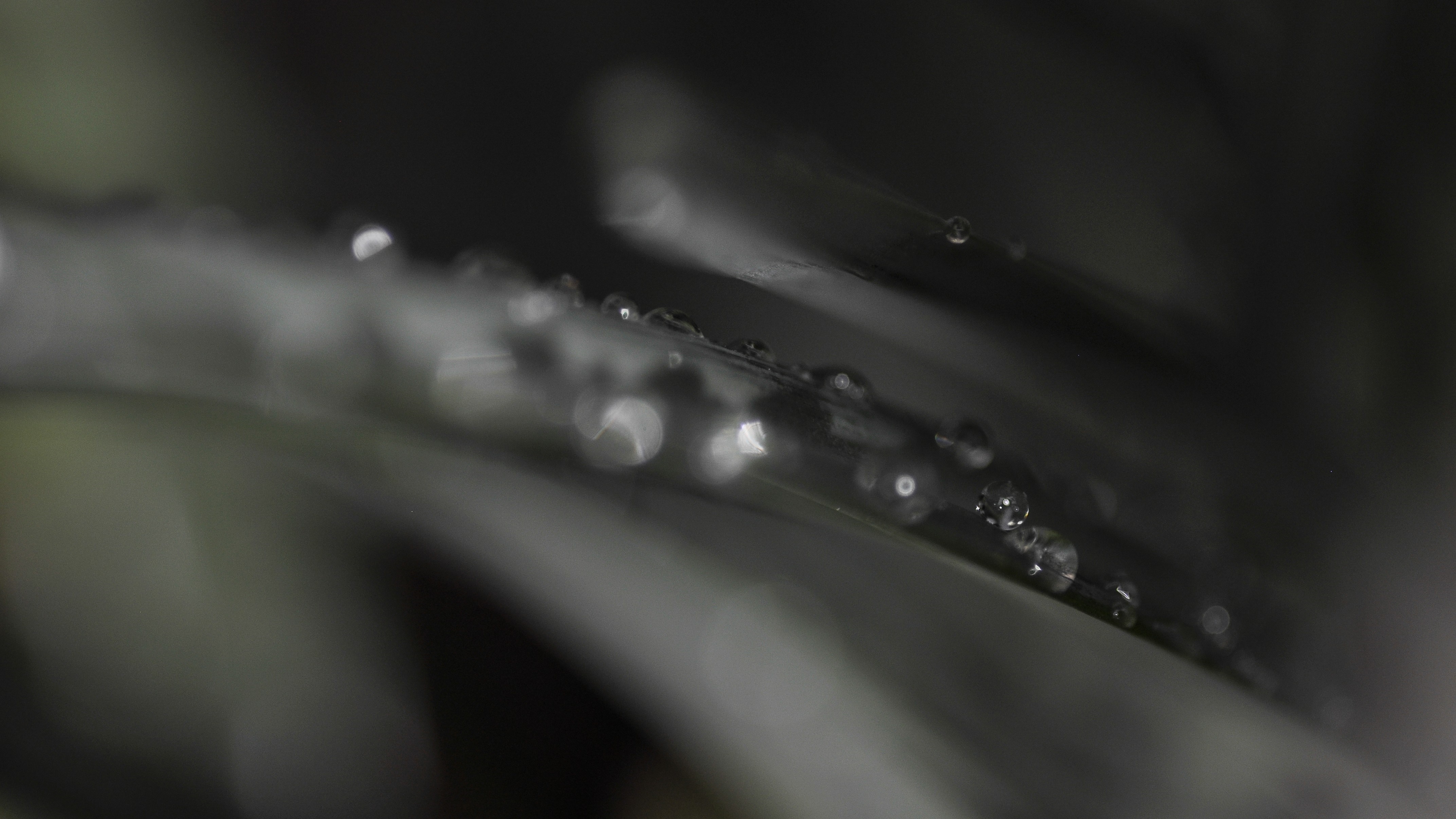 Macro photography of water drops on a dark leaf HD Wallpaper