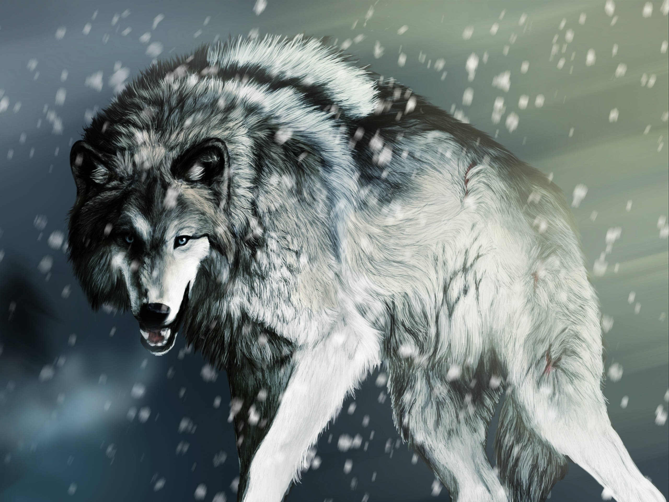Wolf in a snowy environment HD Wallpaper