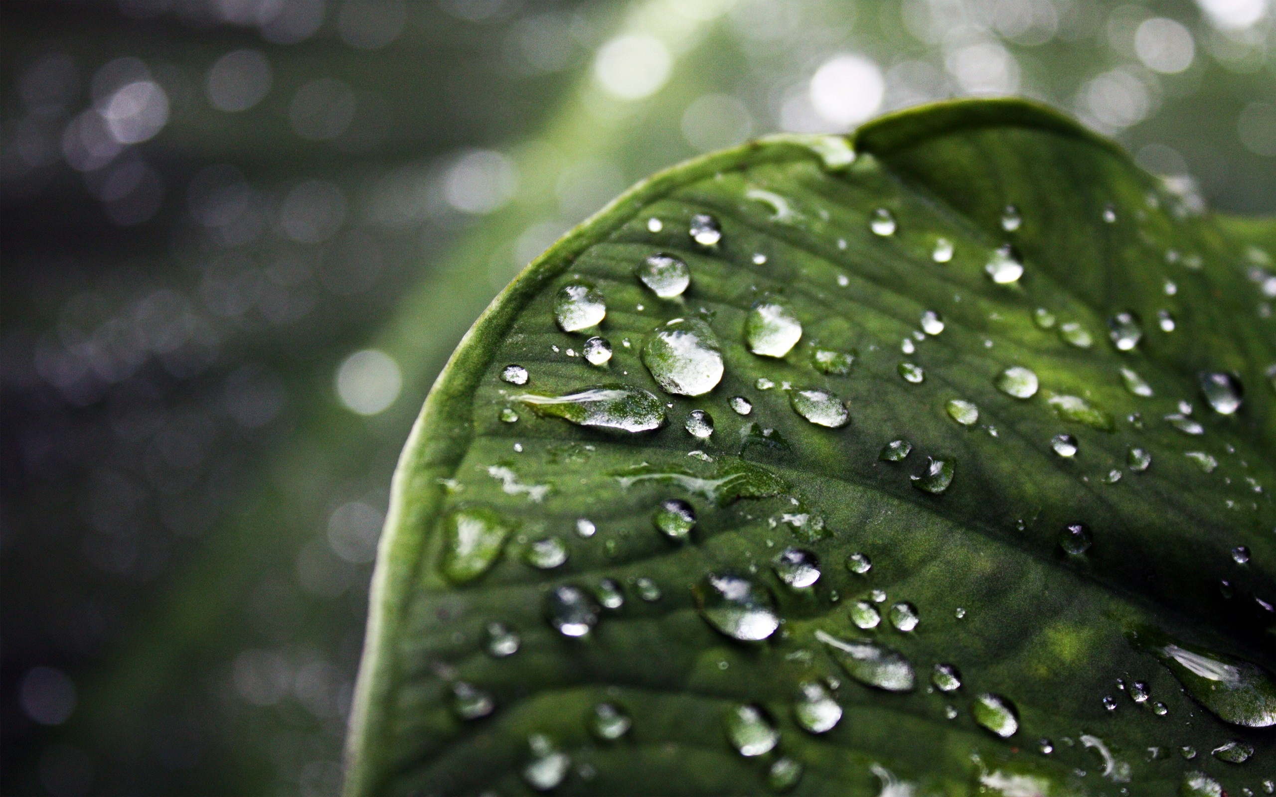 Close-up of a green leaf with water droplets HD Wallpaper