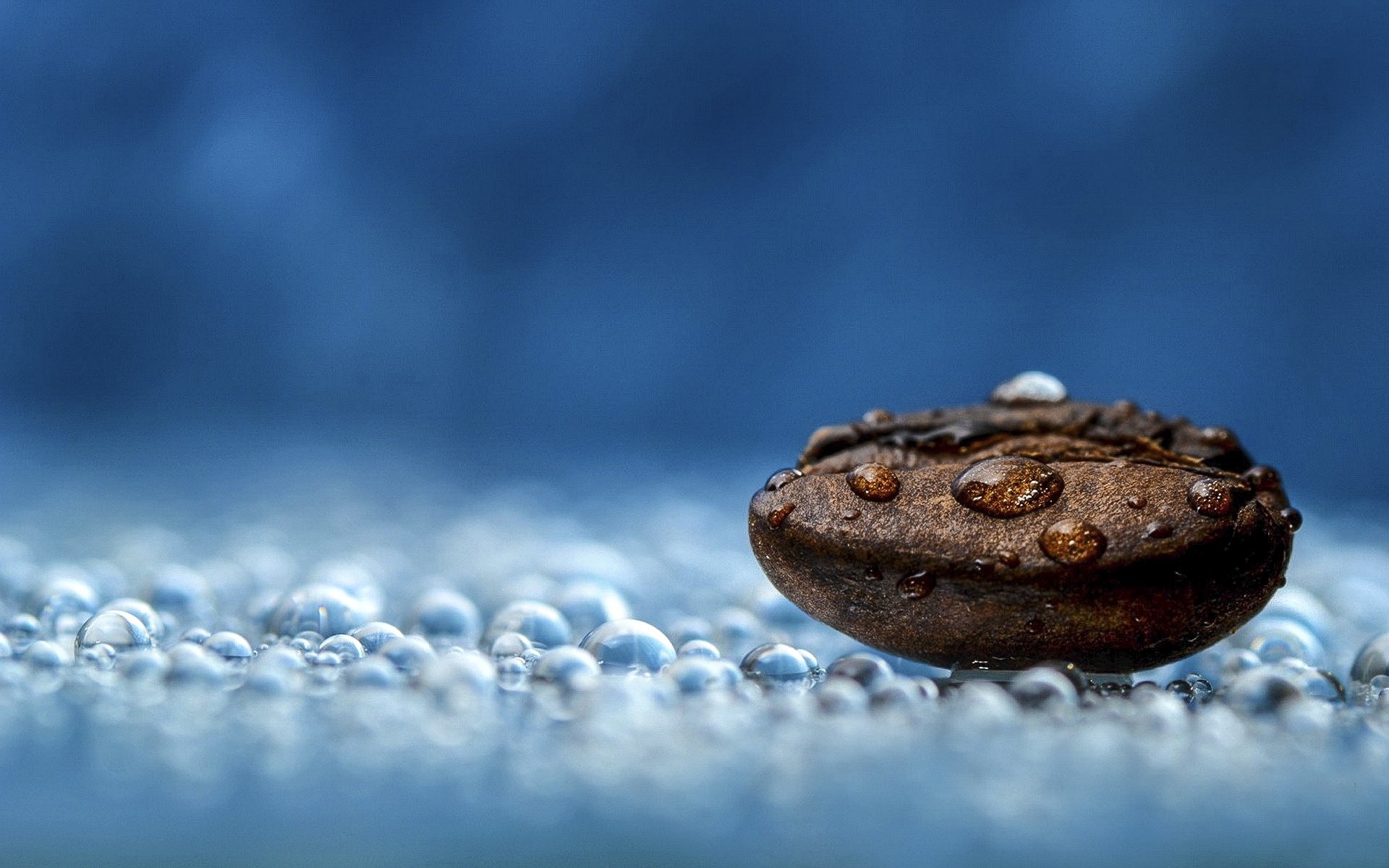 Macro shot of a coffee bean with water drops HD Wallpaper