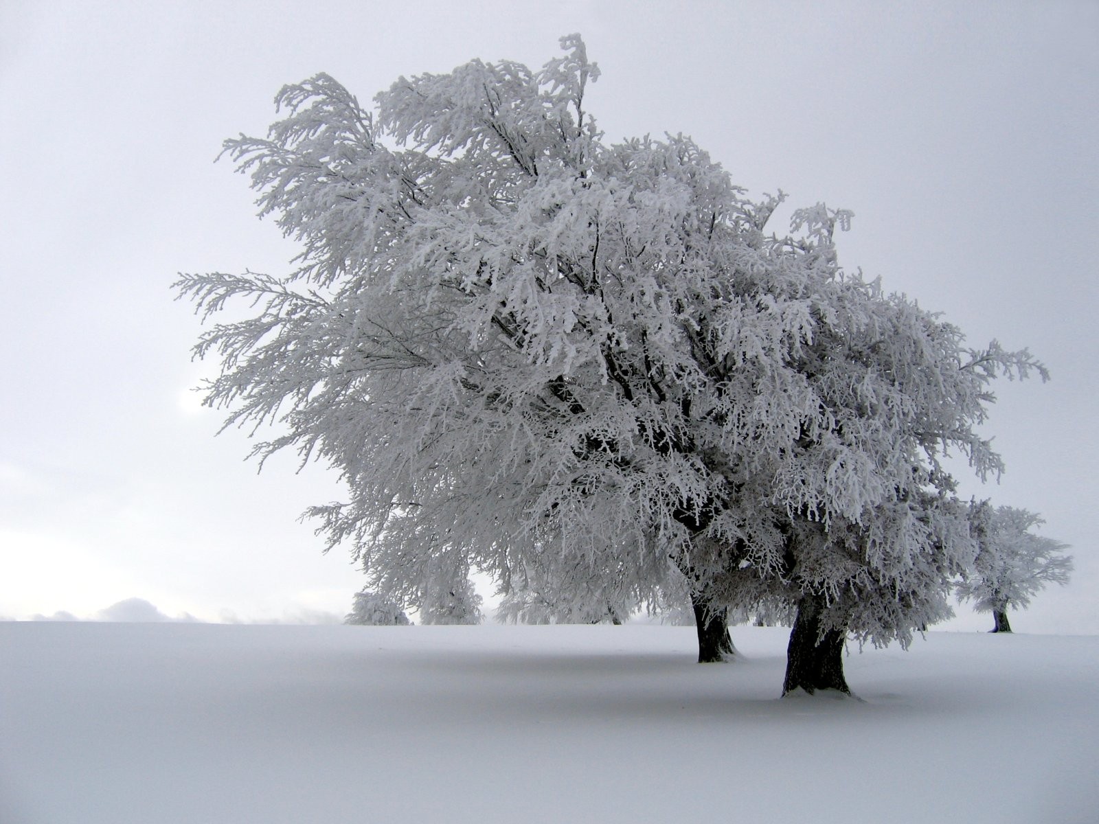 Trees covered in frost in a snowy landscape HD Wallpaper