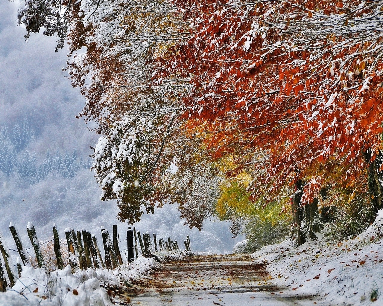 Snow-covered autumn trees line a snowy path HD Wallpaper