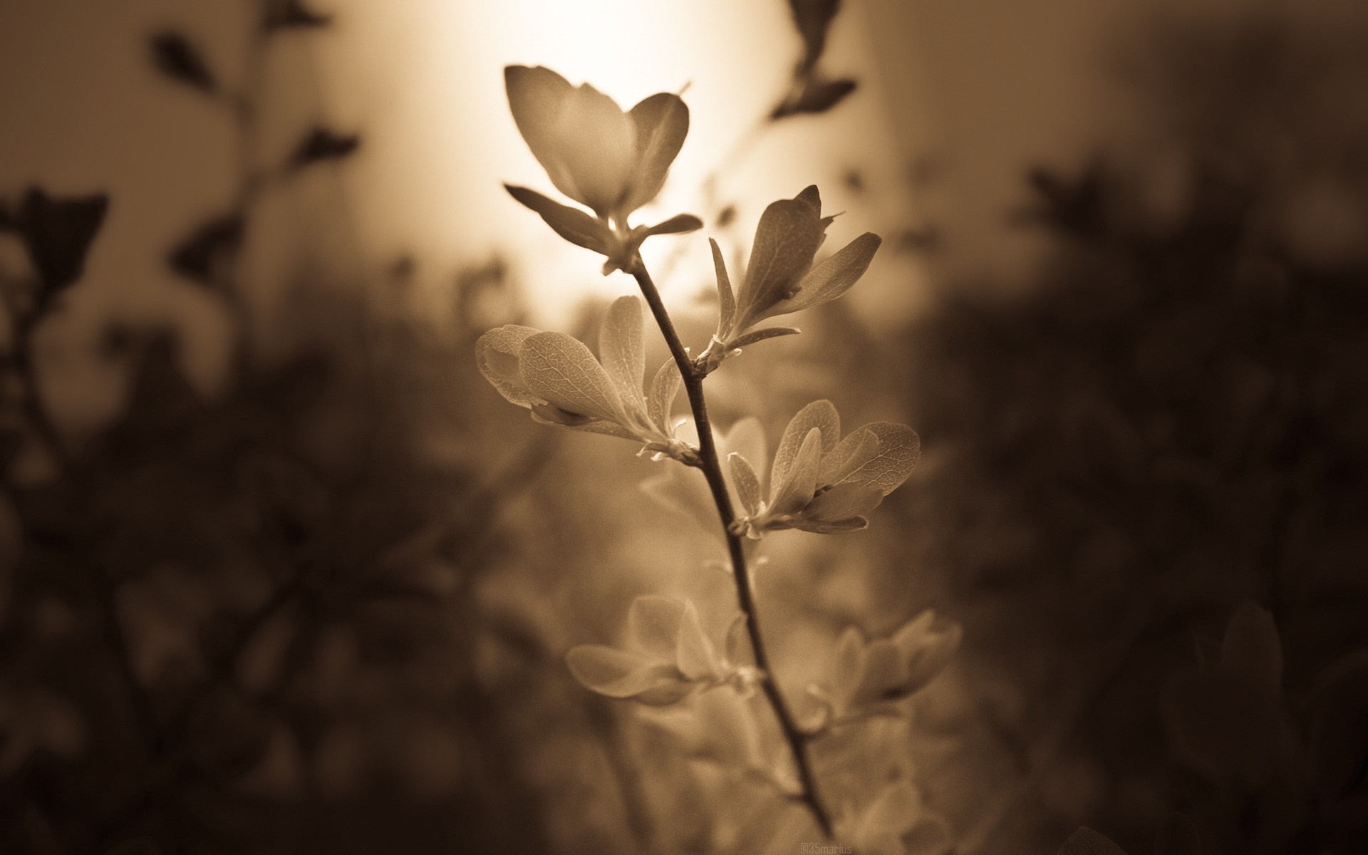 Sepia toned close-up of a plant branch with leaves HD Wallpaper
