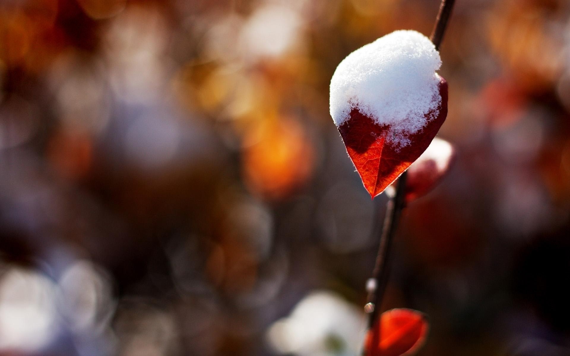 Red leaf with snow and bokeh HD Wallpaper