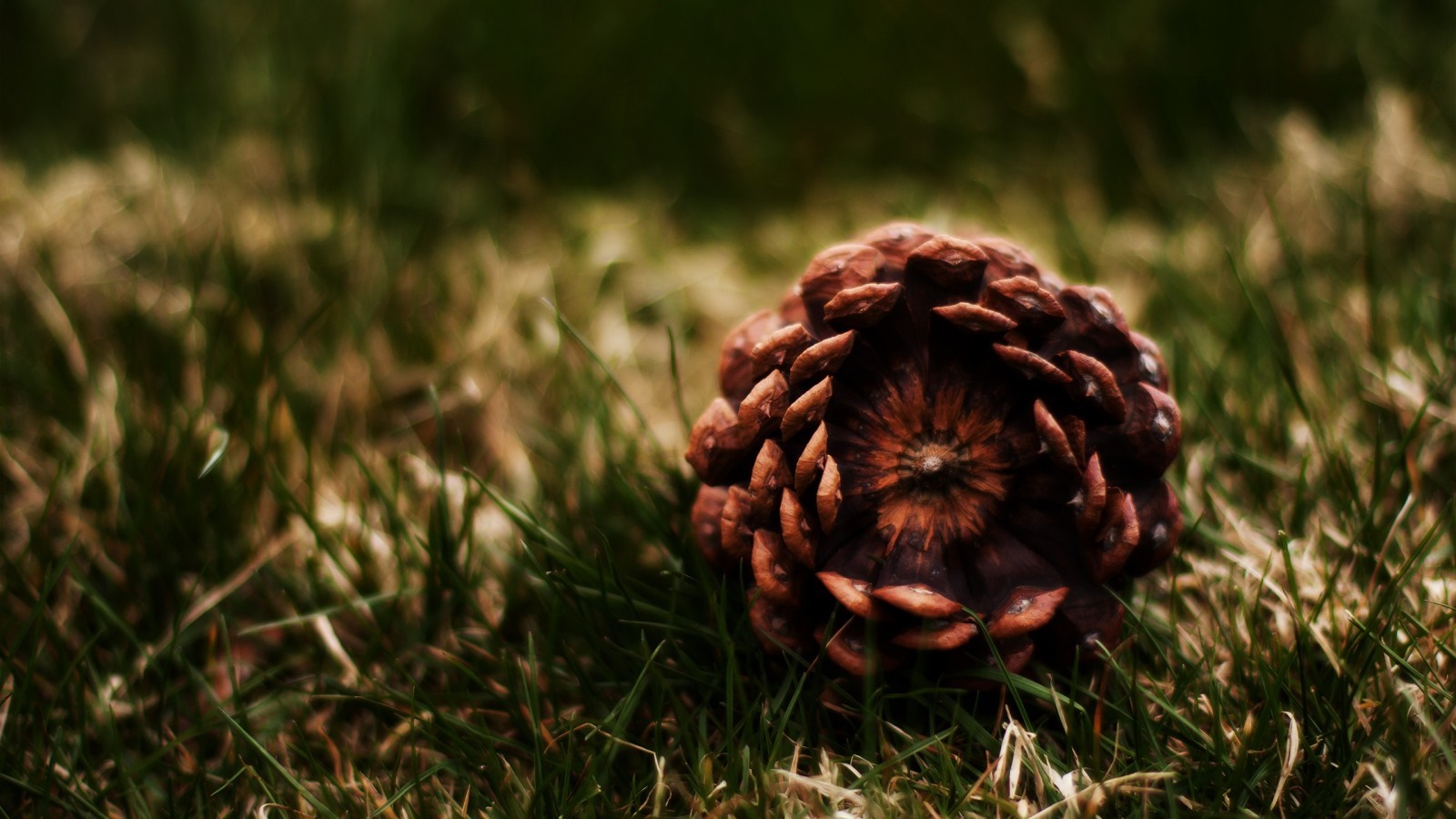 Pine cone on grass, macro photography HD Wallpaper